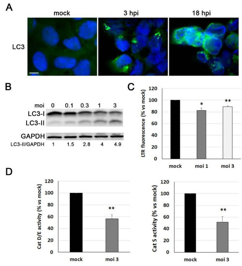 Herpes Simplex Virus-1 in the Brain: The Dark Side of a Sneaky Infection:  Trends in Microbiology