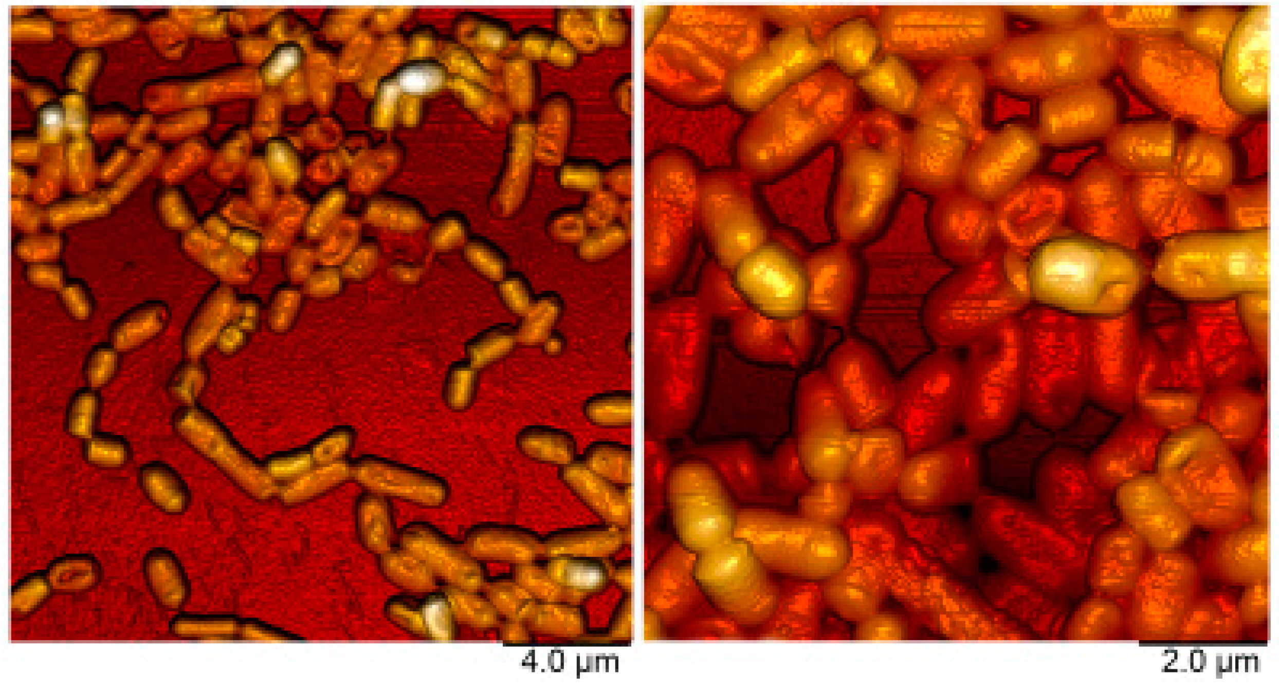 Microorganisms 11 01234 g001 Microorganisms 11 01234 g001