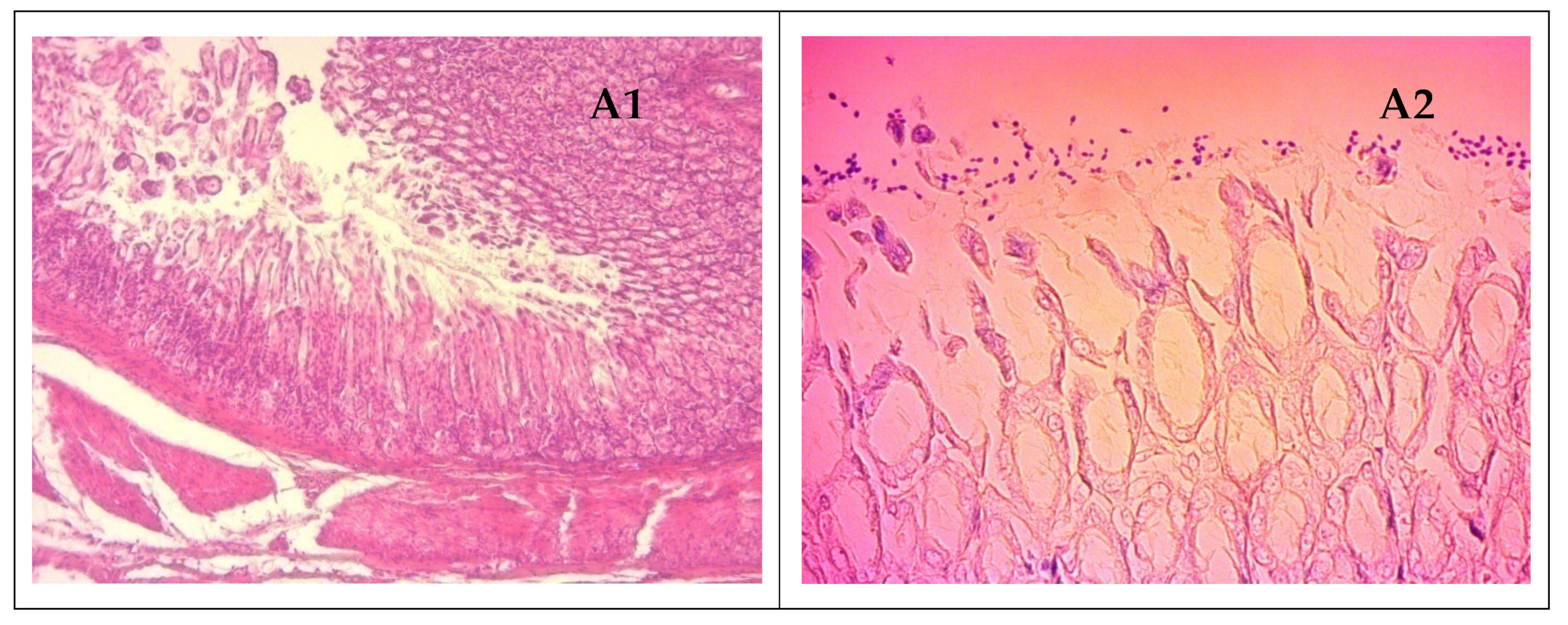 Microorganisms 11 01242 g010a