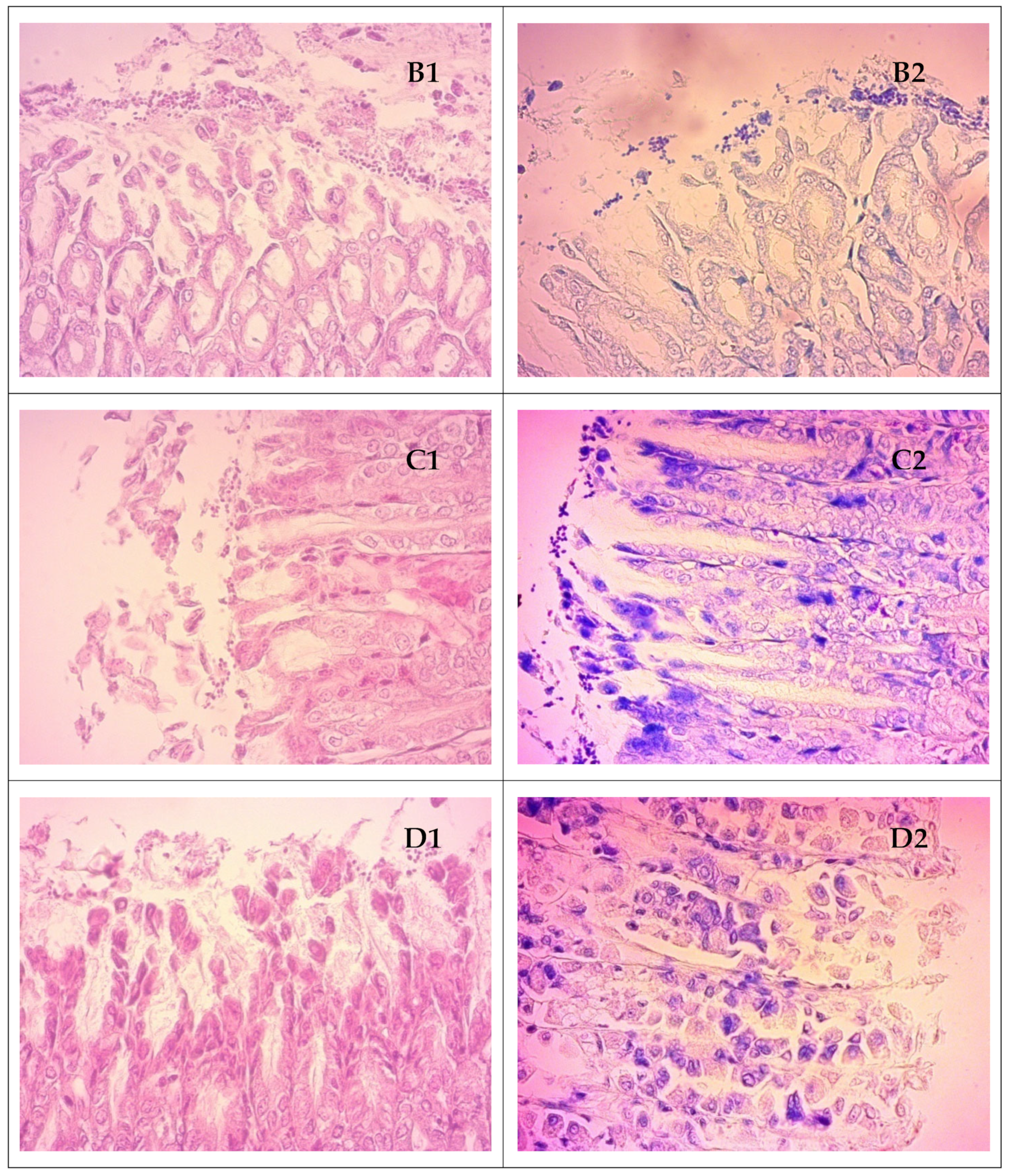 Microorganisms 11 01242 g010b