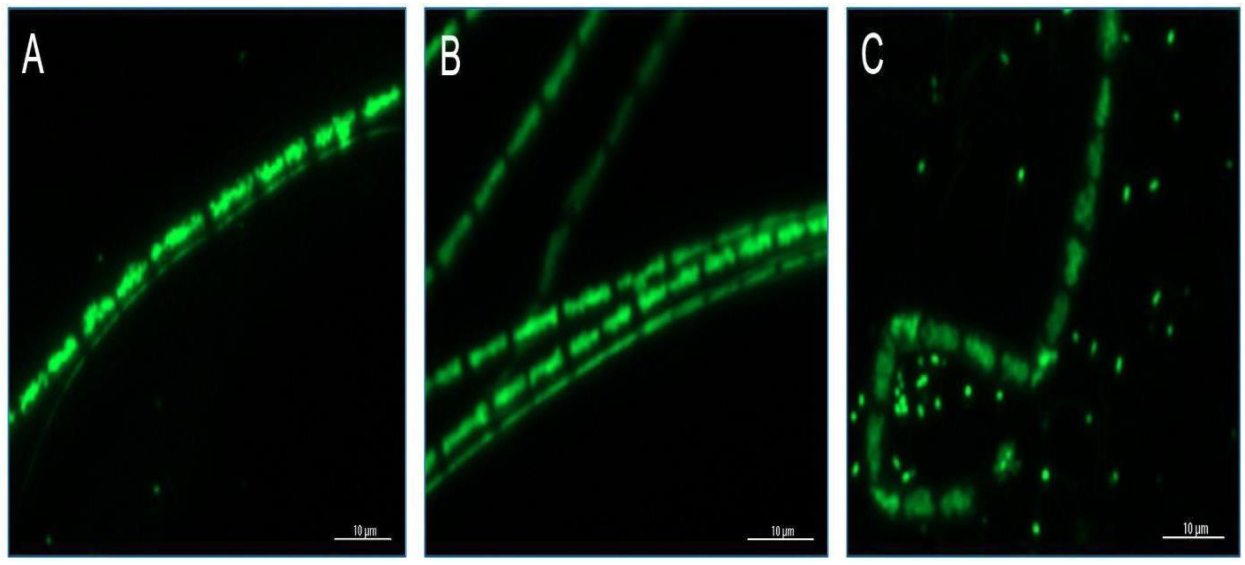 Microorganisms 11 01245 g004 Microorganisms 11 01245 g004