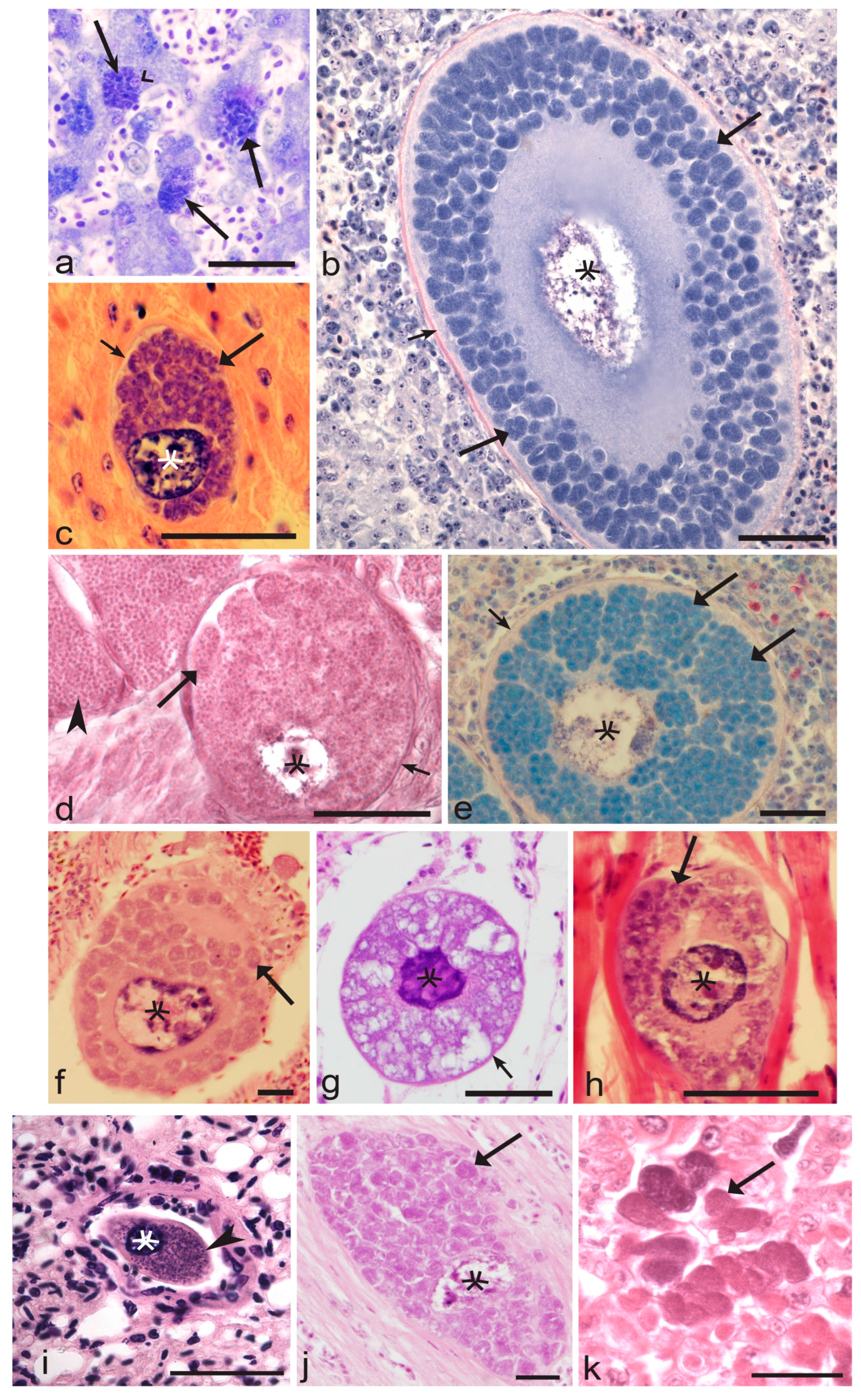 Microorganisms 11 01251 g004 Microorganisms 11 01251 g004