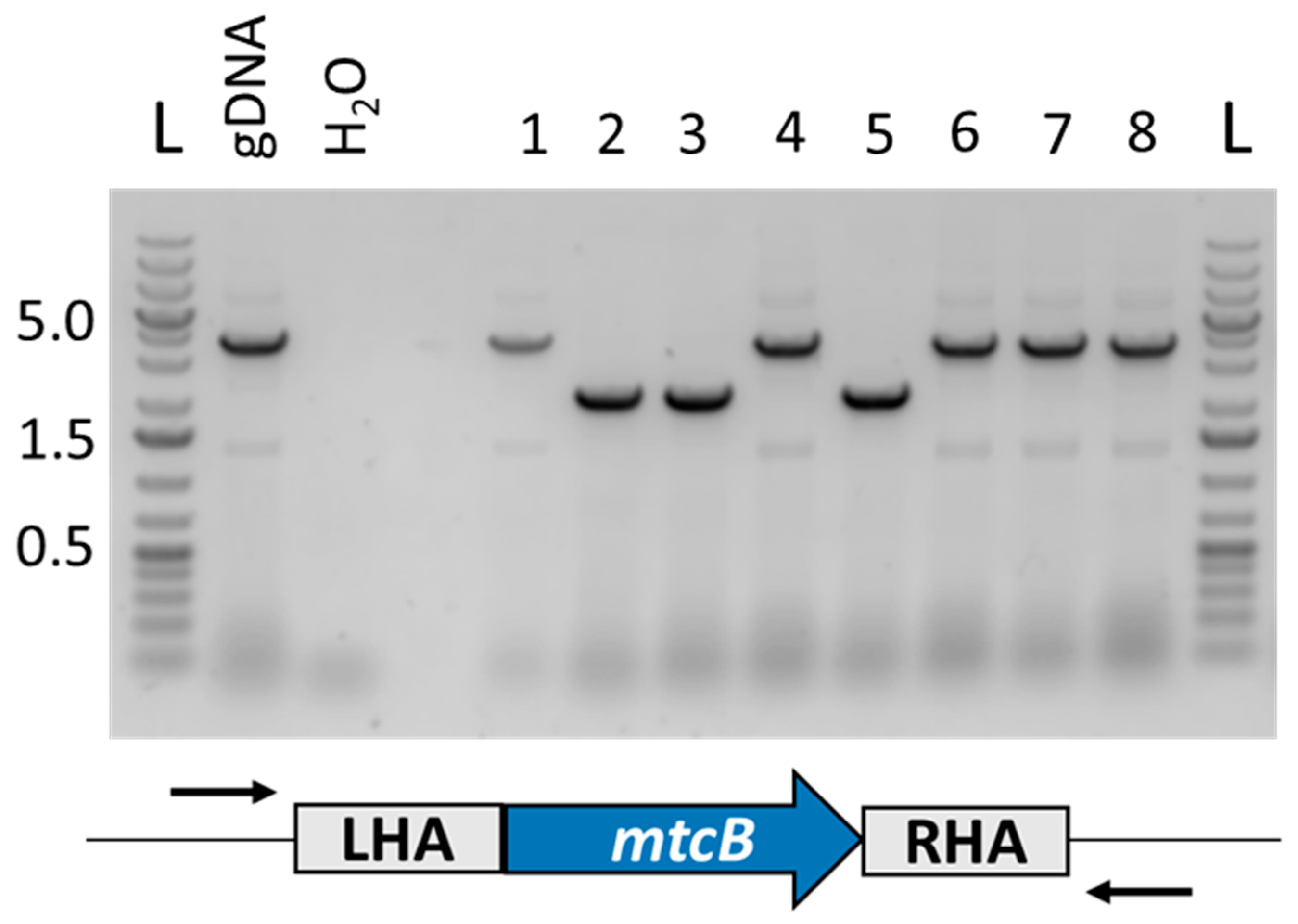 Microorganisms 11 01256 g006 Microorganisms 11 01256 g006