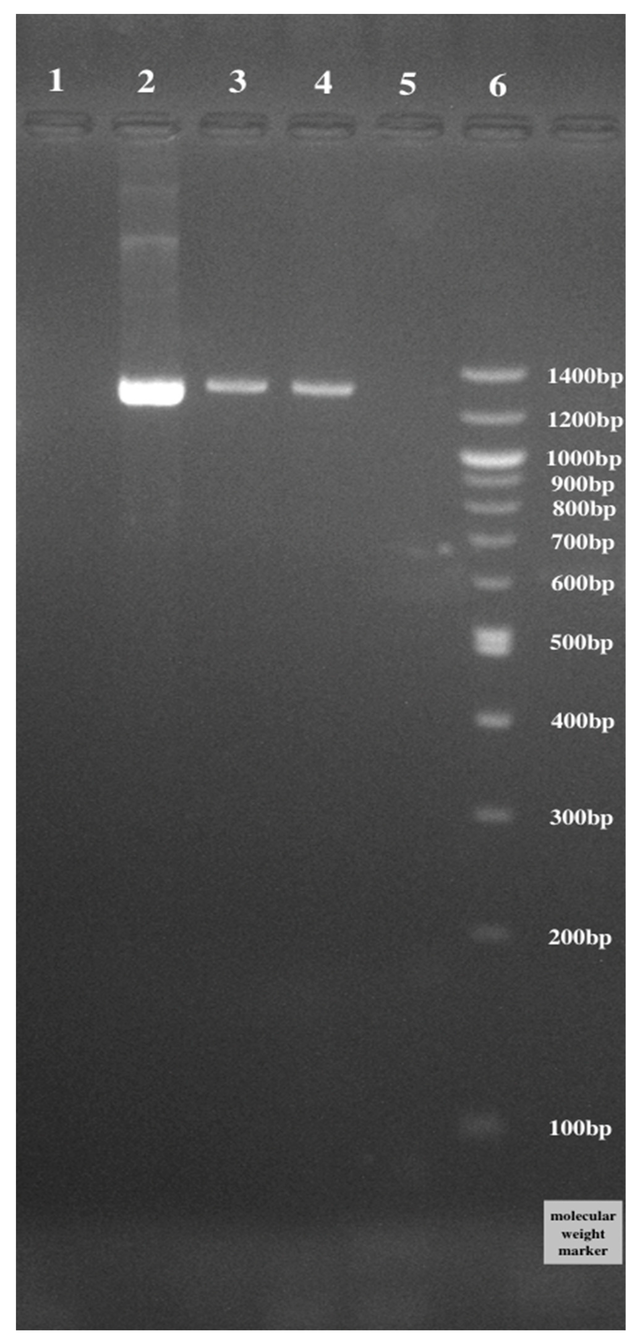 Microorganisms 11 01264 g004 Microorganisms 11 01264 g004