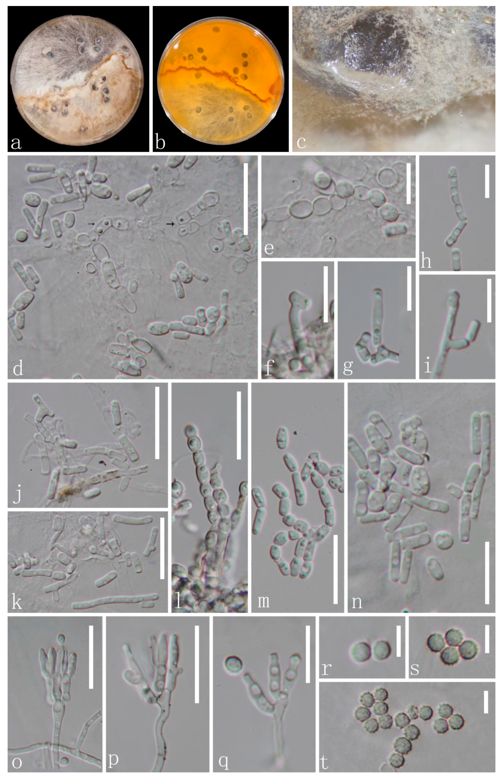 Microorganisms 11 01268 g002 Microorganisms 11 01268 g002