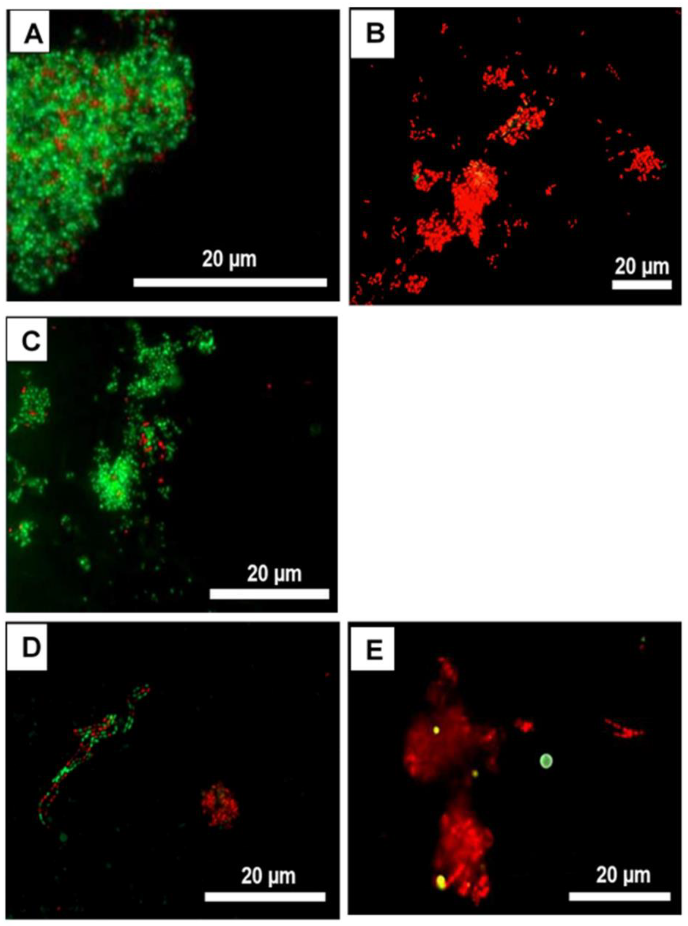 Microorganisms 11 01269 g008
