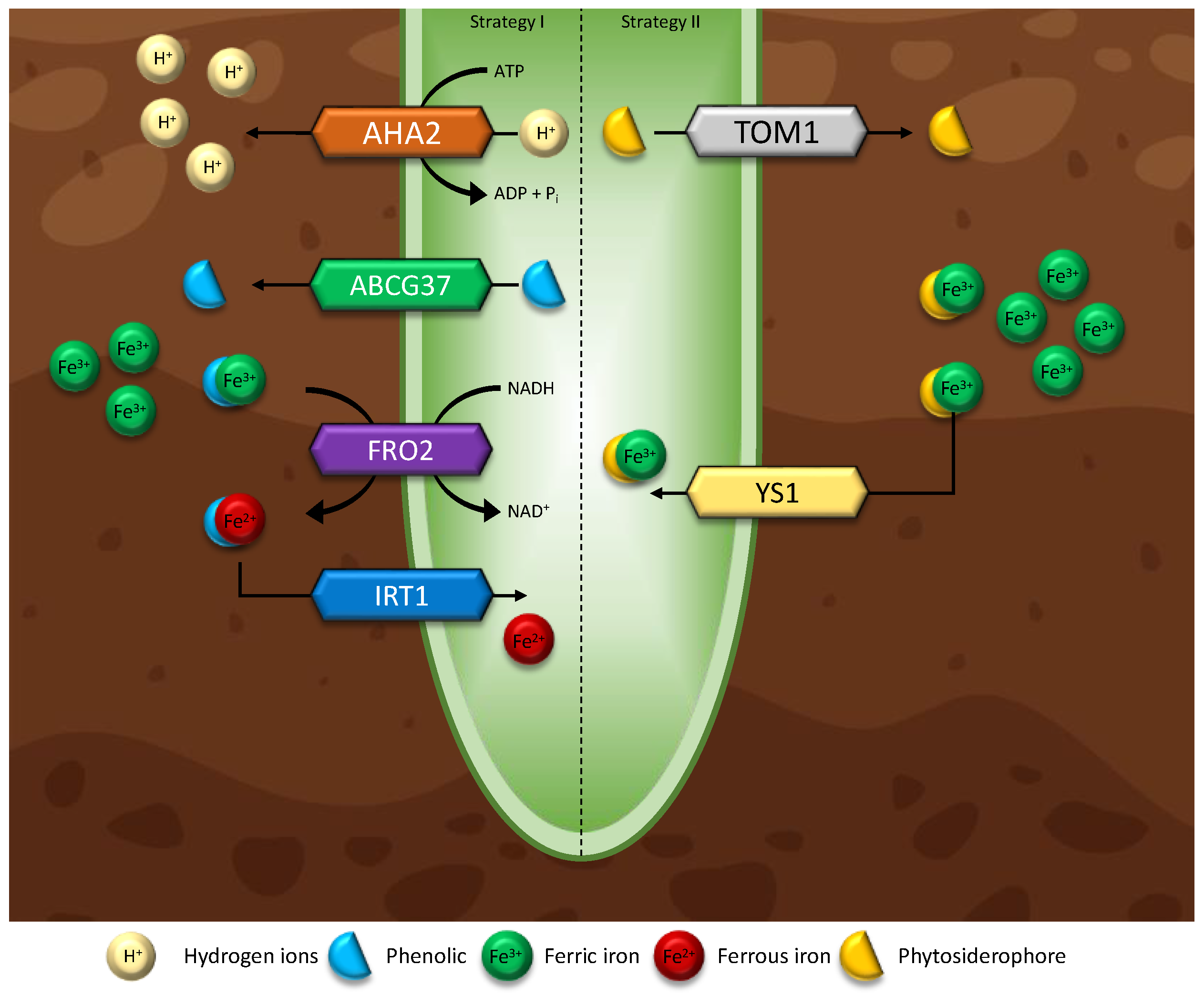 Microorganisms 11 01276 g004
