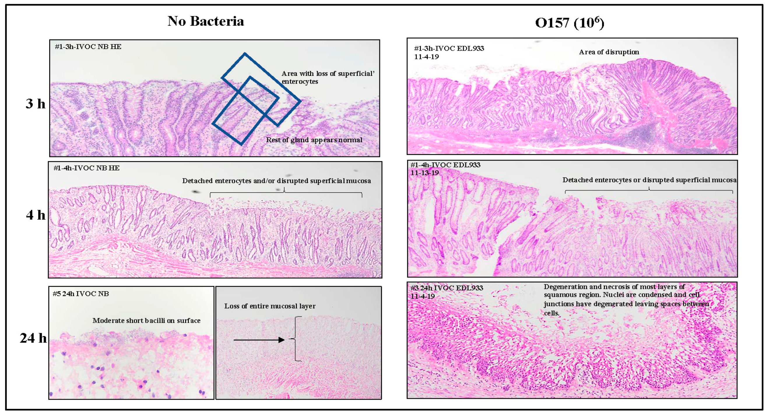 Microorganisms 11 01289 g002 Microorganisms 11 01289 g002