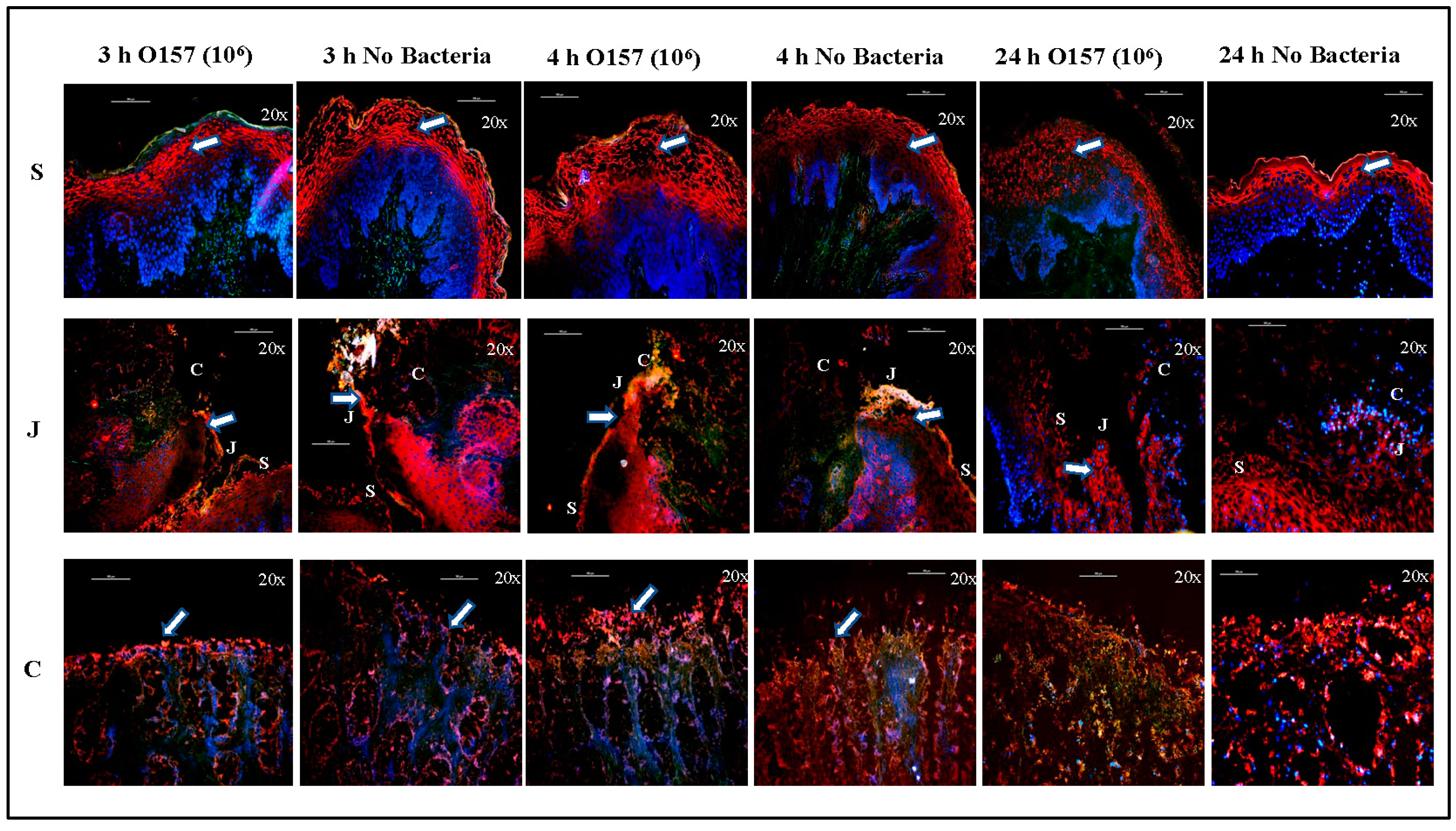 Microorganisms 11 01289 g004 Microorganisms 11 01289 g004