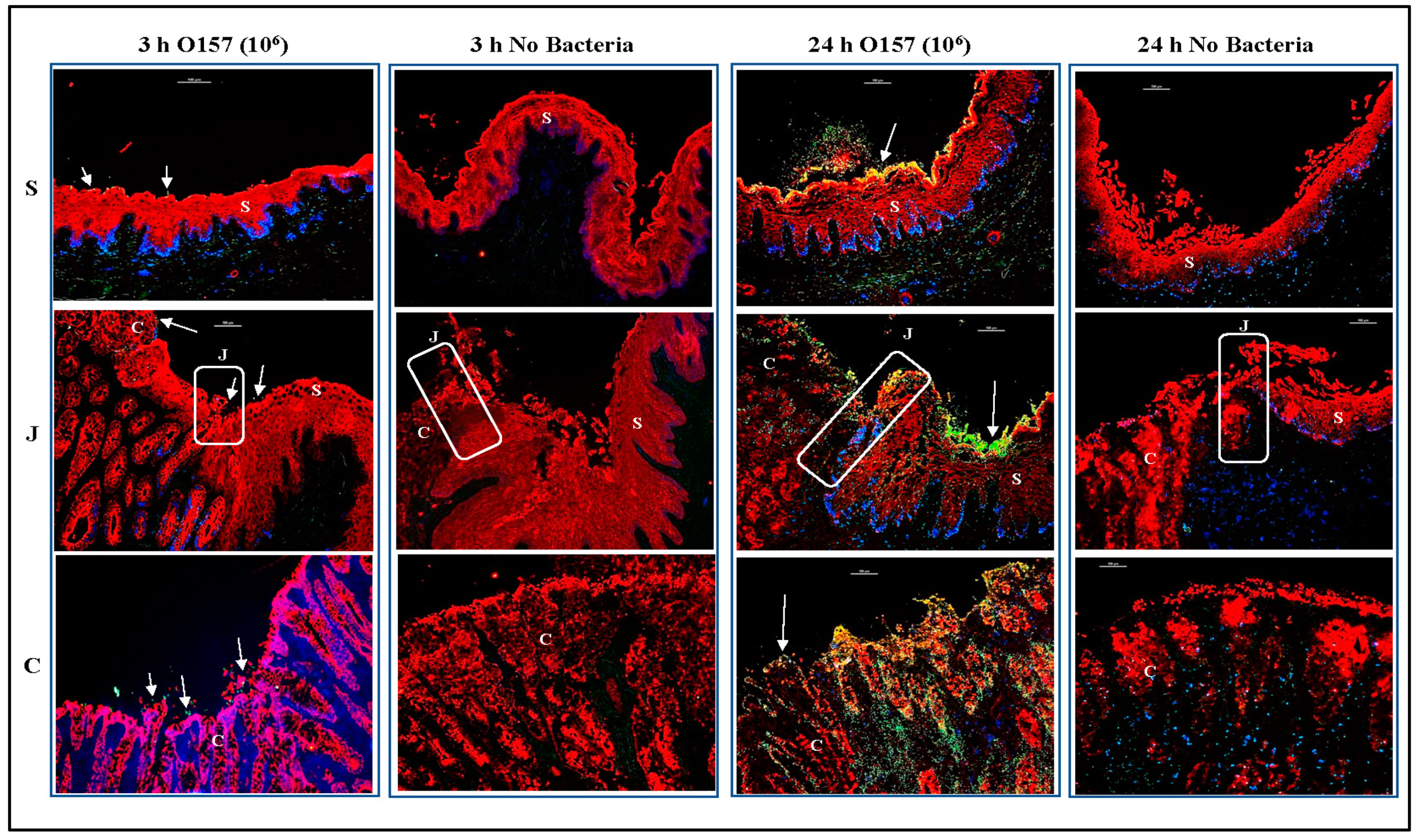 Microorganisms 11 01289 g006 Microorganisms 11 01289 g006