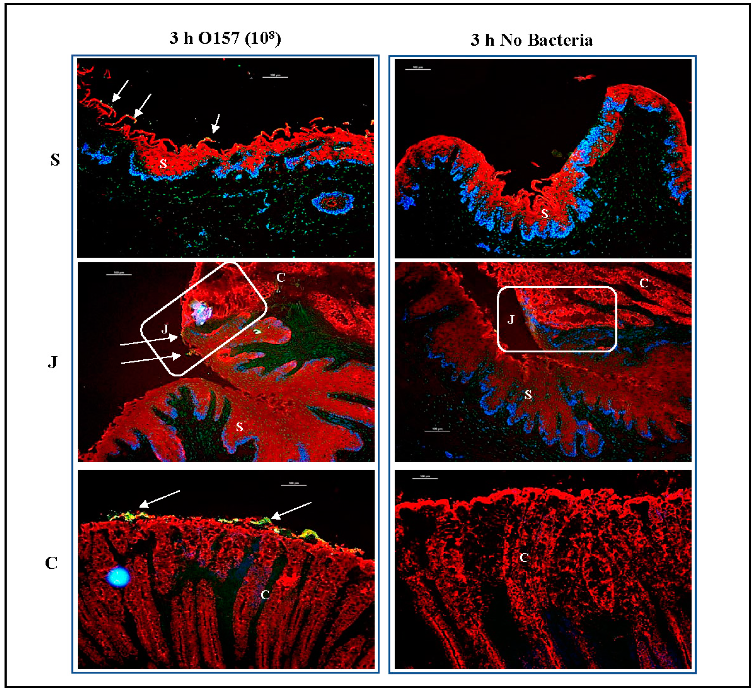 Microorganisms 11 01289 g008 Microorganisms 11 01289 g008