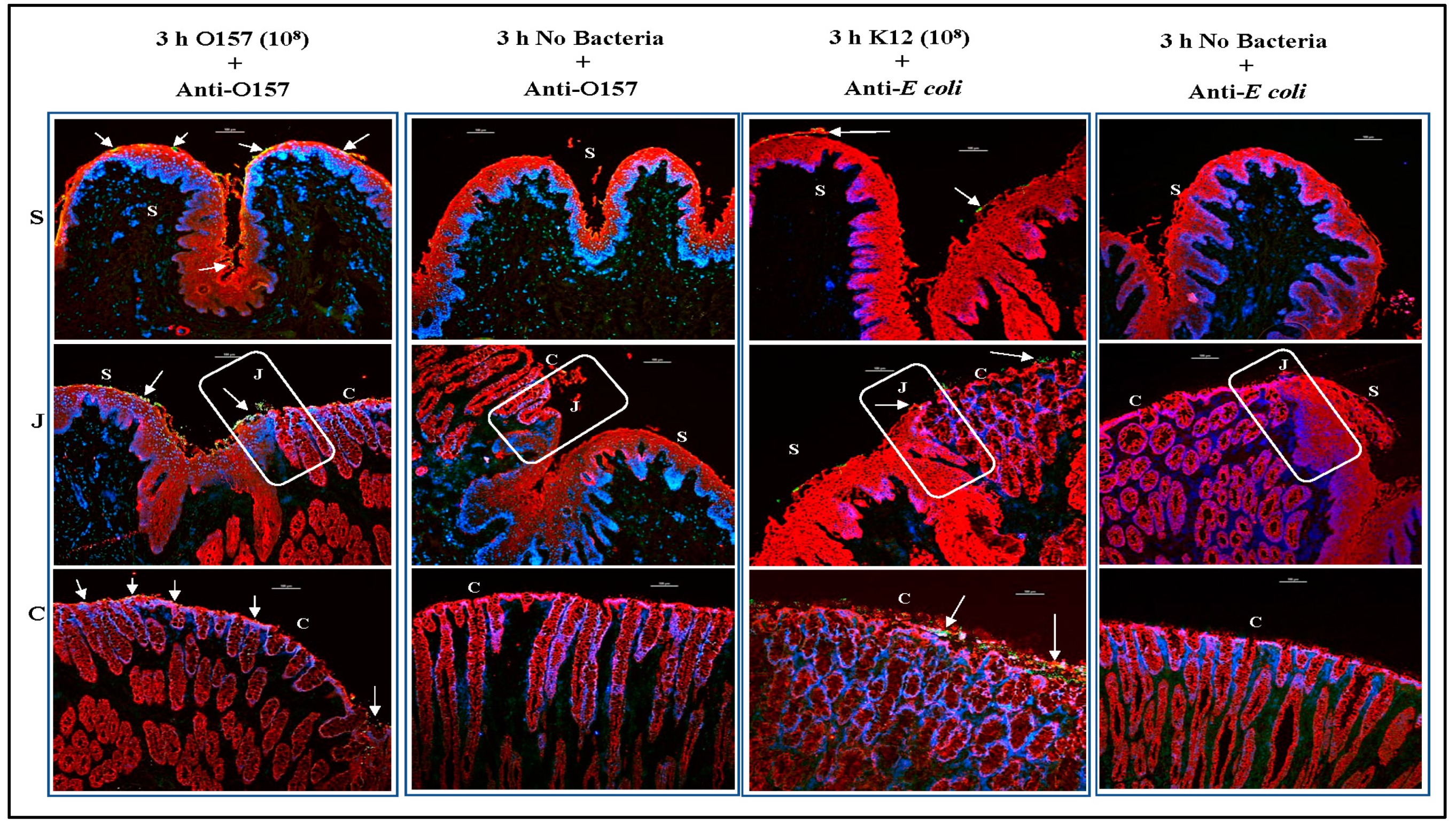 Microorganisms 11 01289 g009 Microorganisms 11 01289 g009