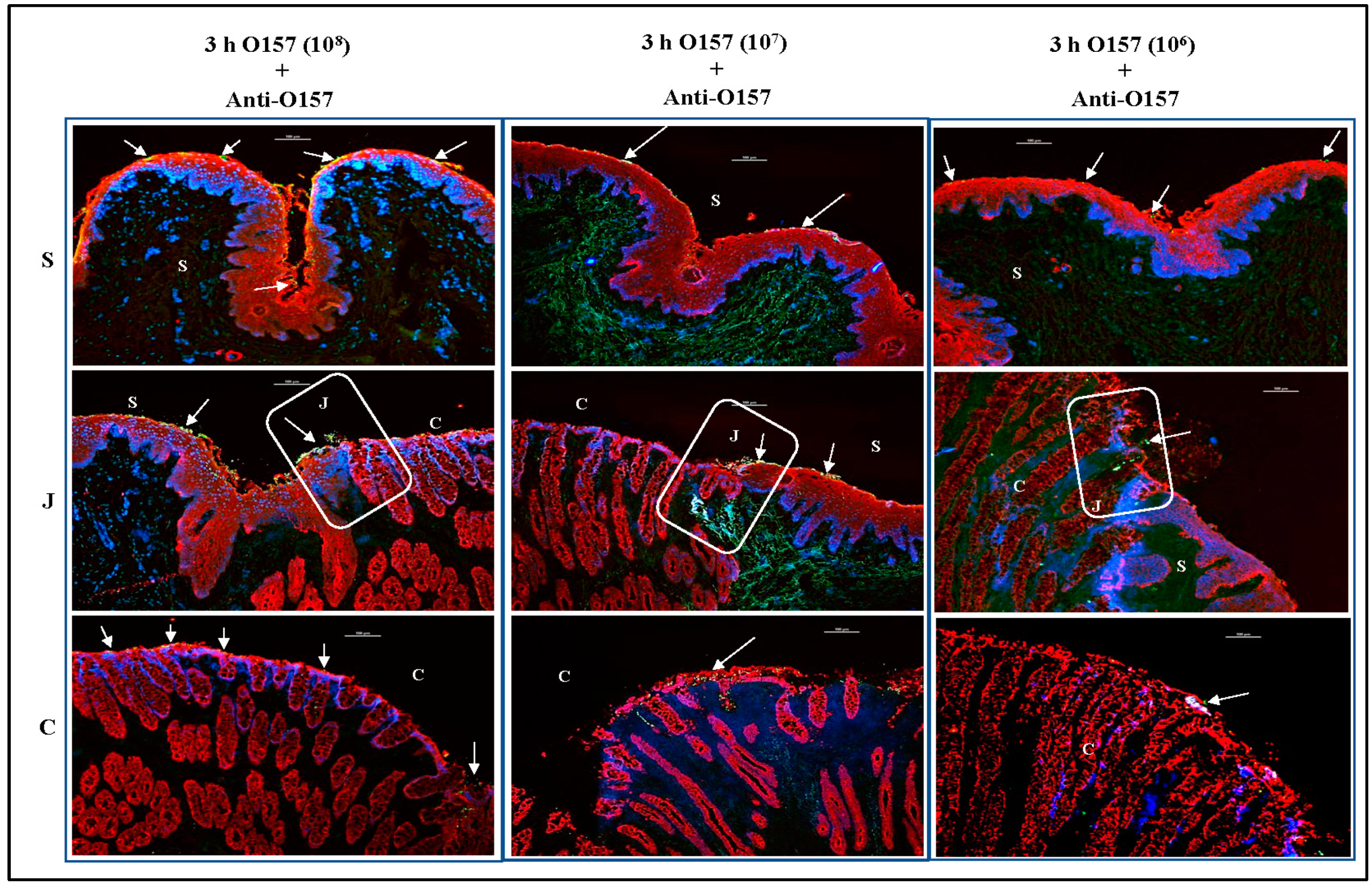 Microorganisms 11 01289 g010 Microorganisms 11 01289 g010