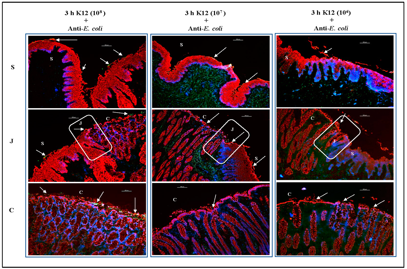 Microorganisms 11 01289 g011 Microorganisms 11 01289 g011