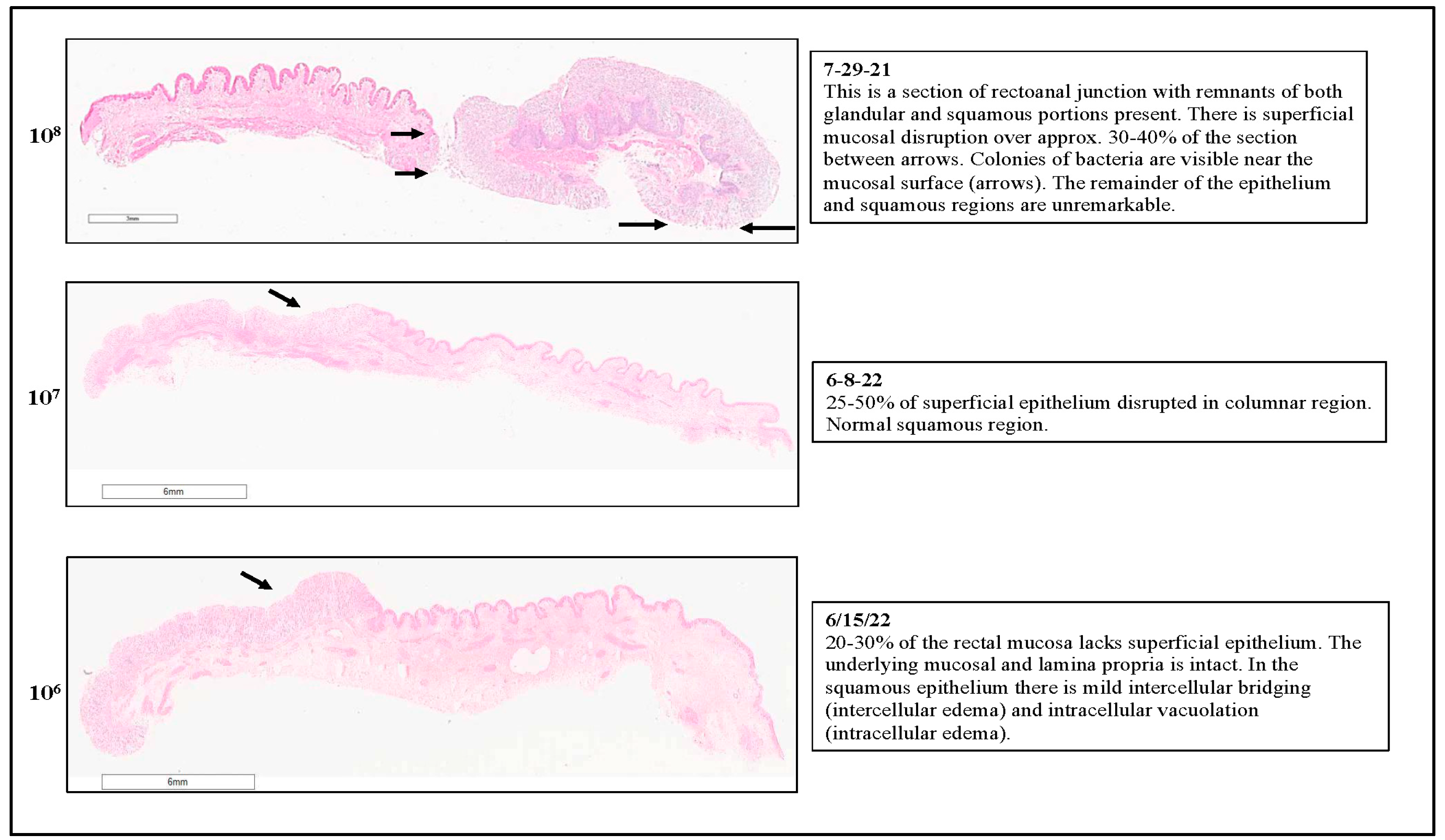 Microorganisms 11 01289 g012 Microorganisms 11 01289 g012