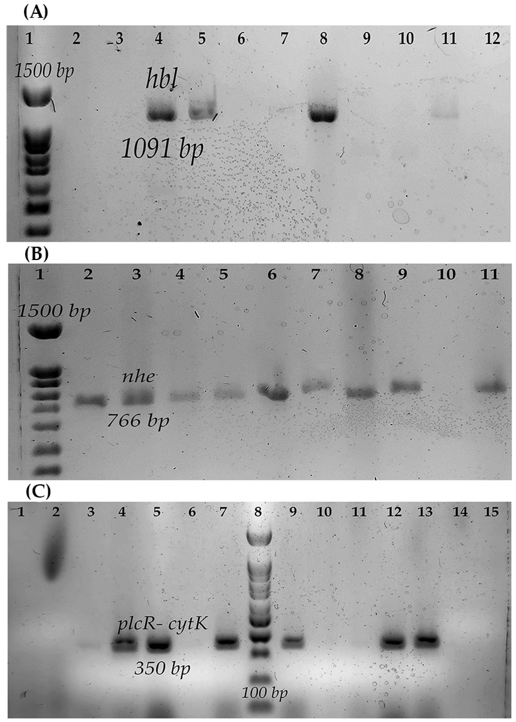 Microorganisms 11 01290 g001