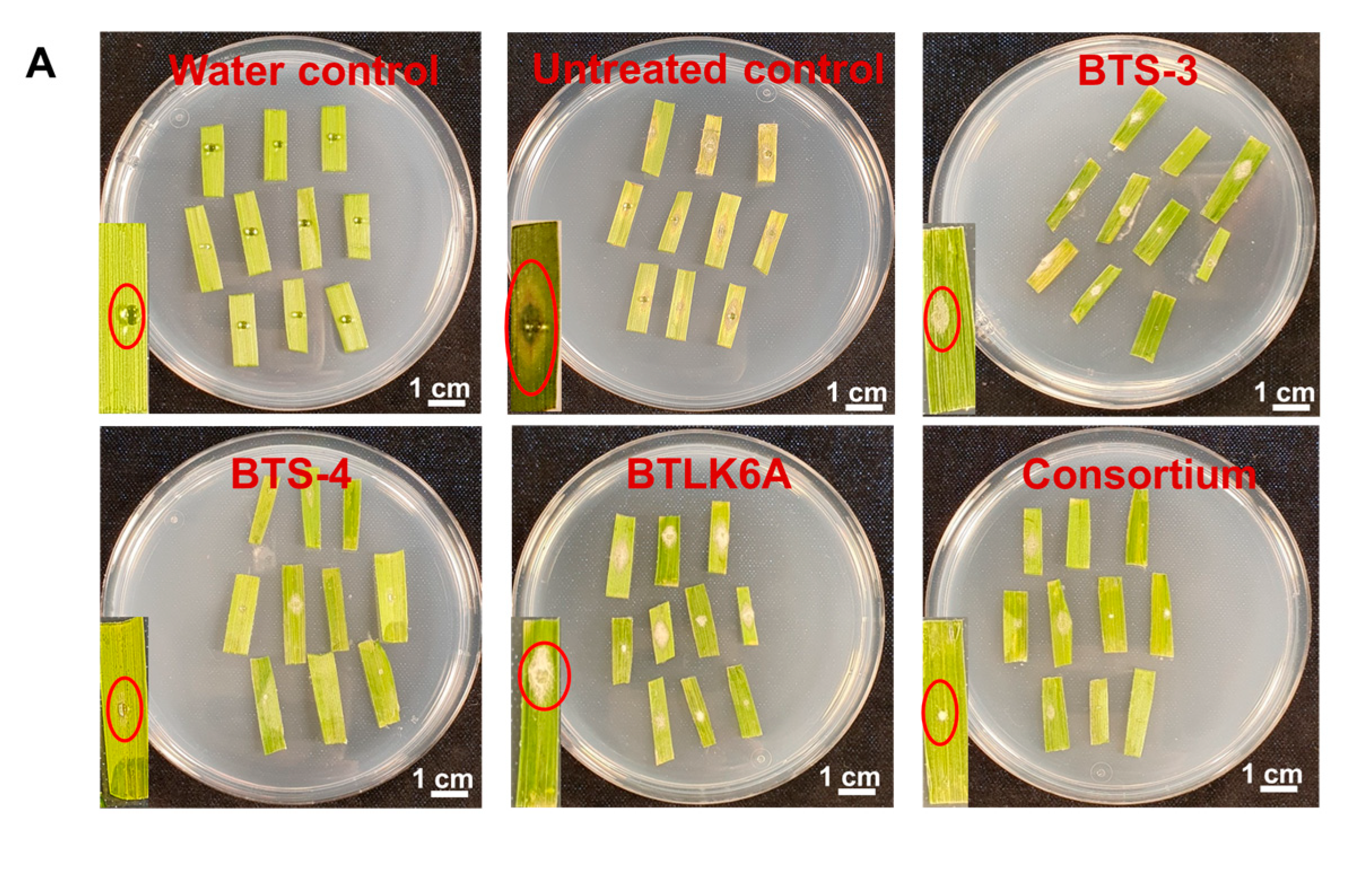 Microorganisms 11 01291 g003a Microorganisms 11 01291 g003a