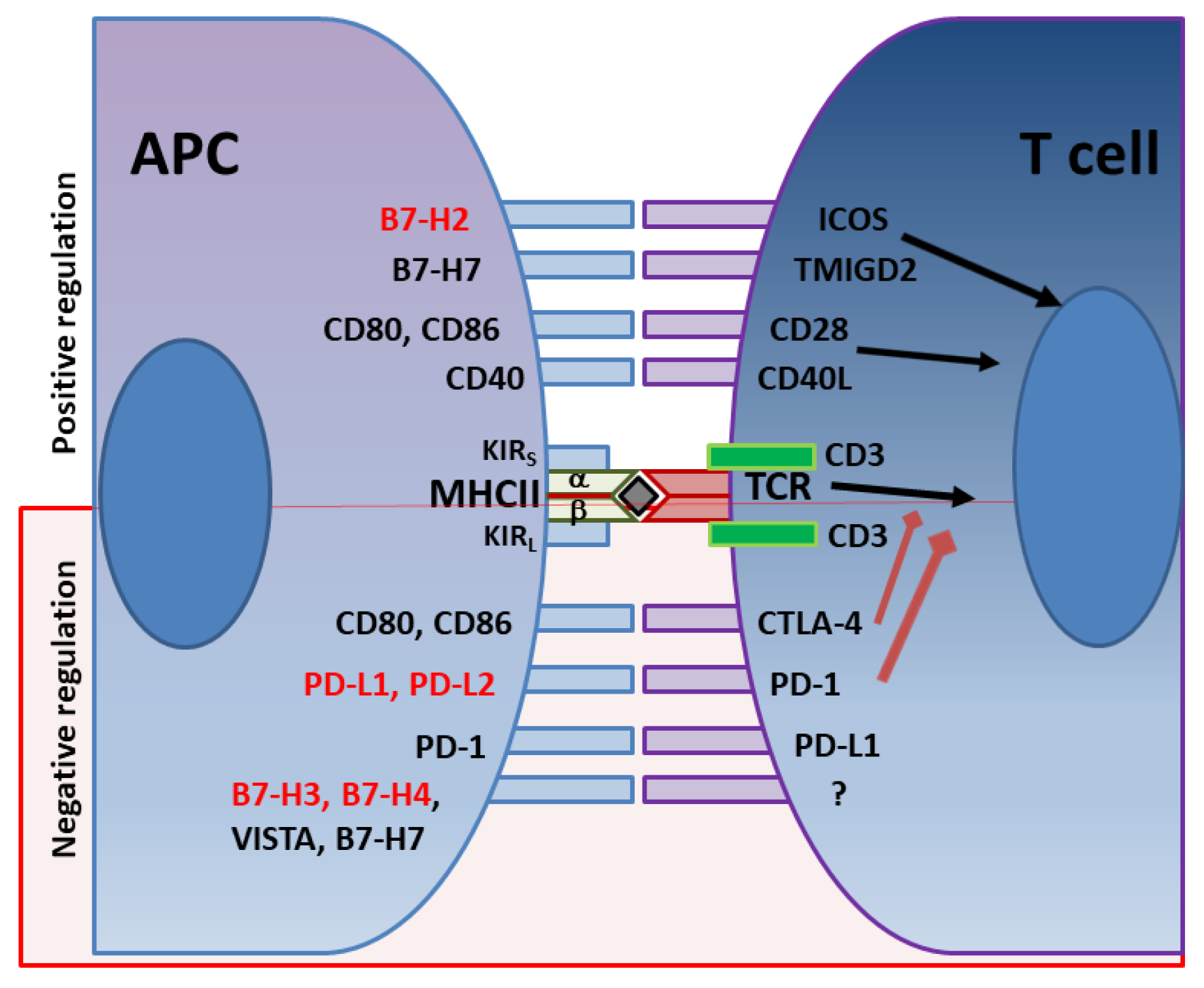 Free FullText Helicobacter pylori and Its Role in