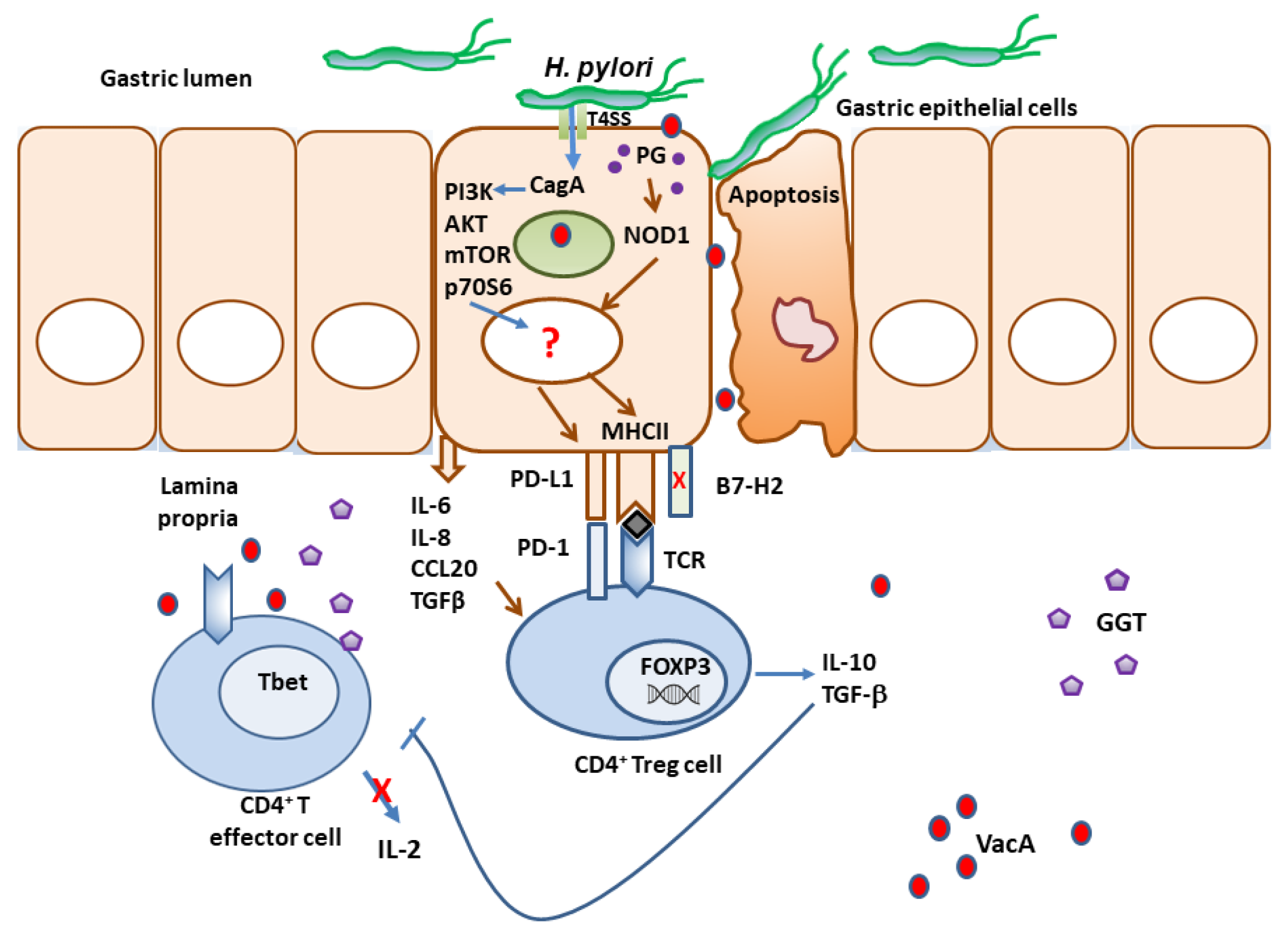Free FullText Helicobacter pylori and Its Role in