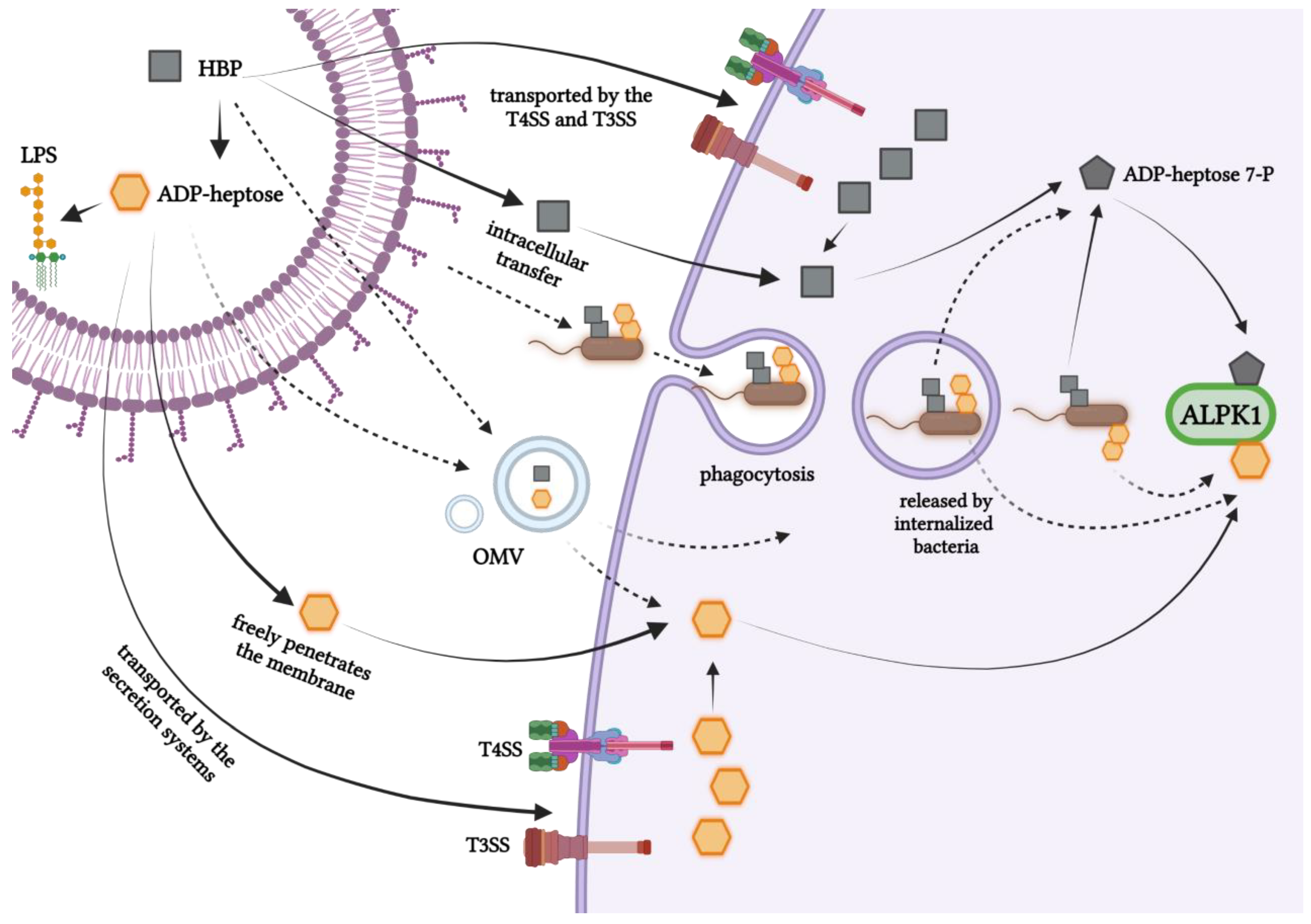 Microorganisms 11 01316 g003