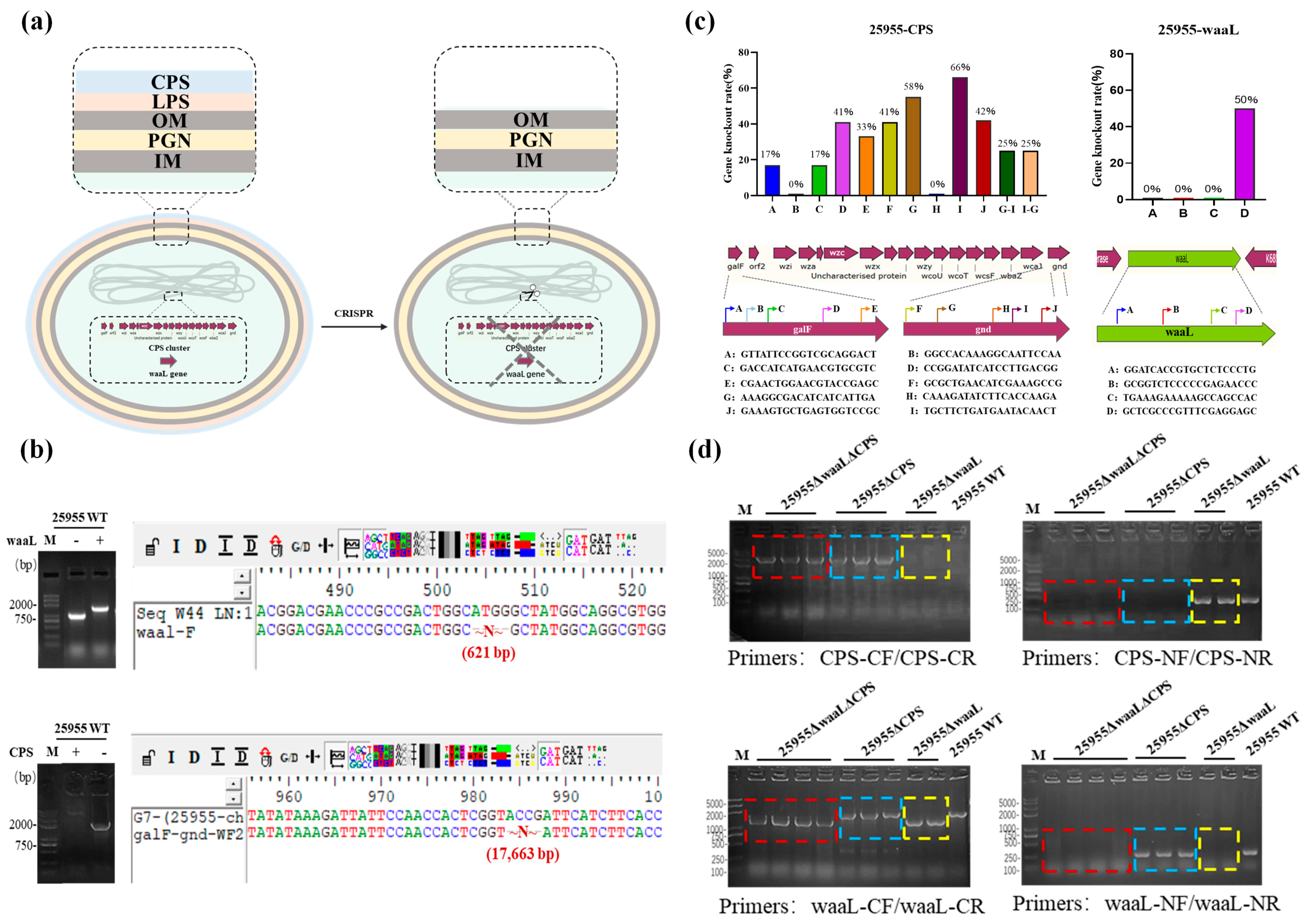 Microorganisms 11 01321 g001