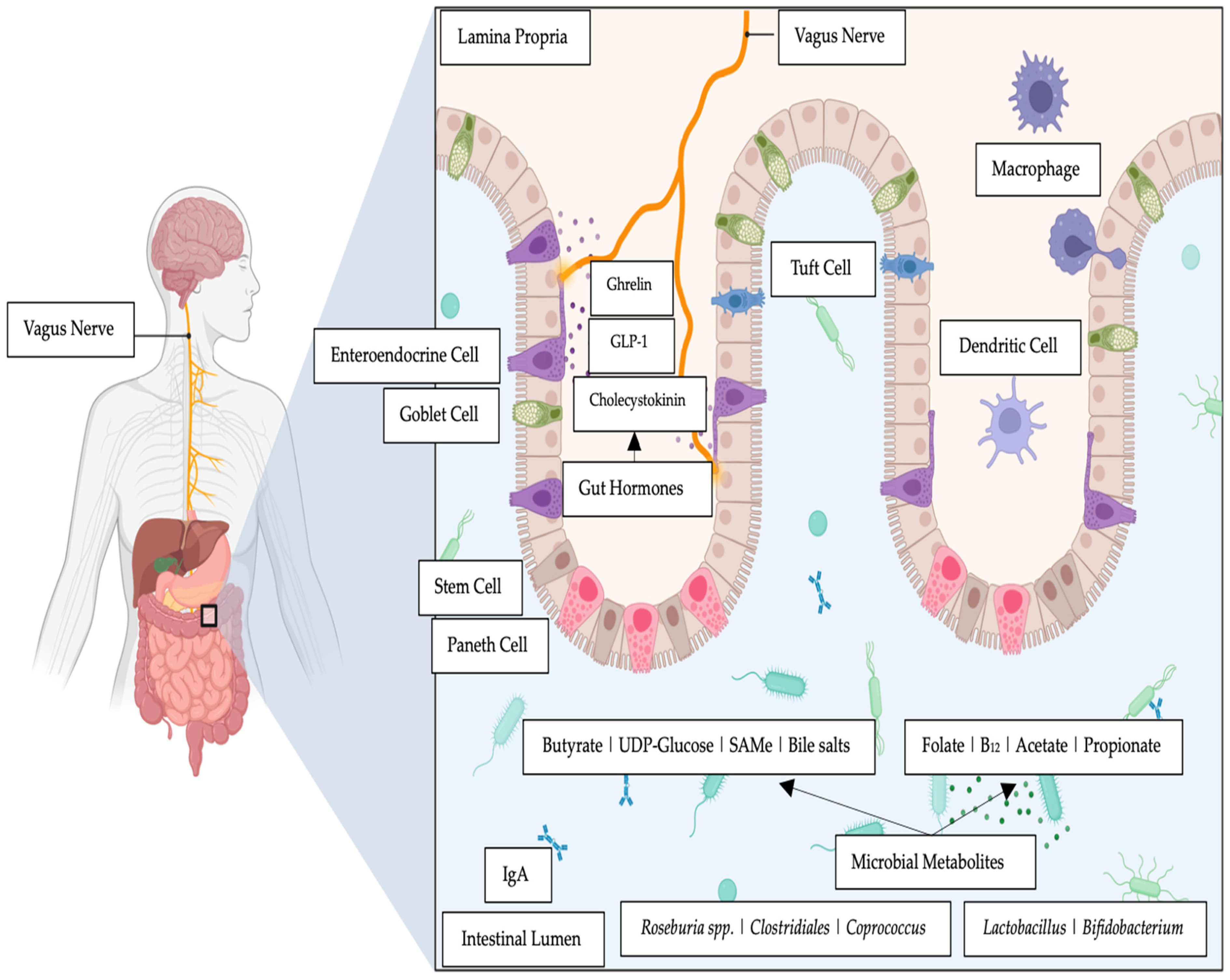 Microorganisms 11 01334 g001