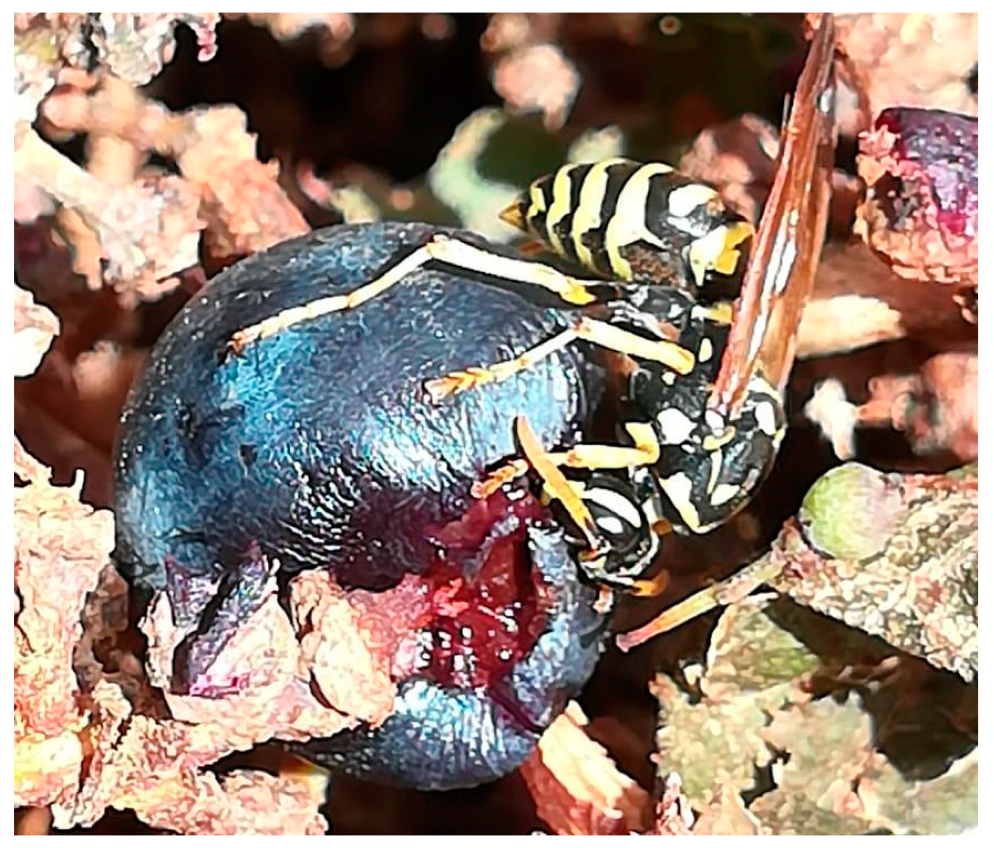 Microorganisms 11 01340 g002 Microorganisms 11 01340 g002