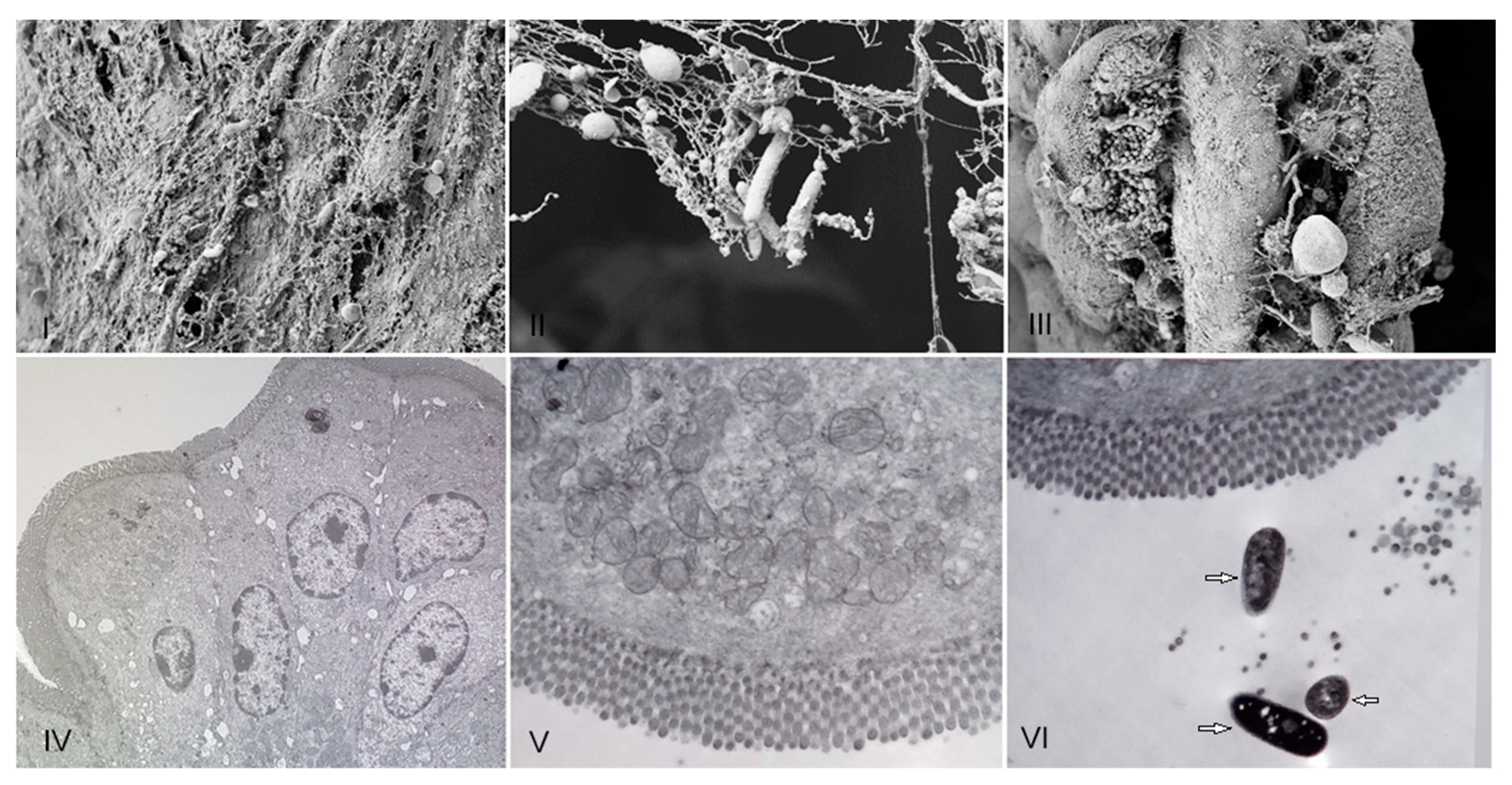 Microorganisms 11 01347 g002 Microorganisms 11 01347 g002