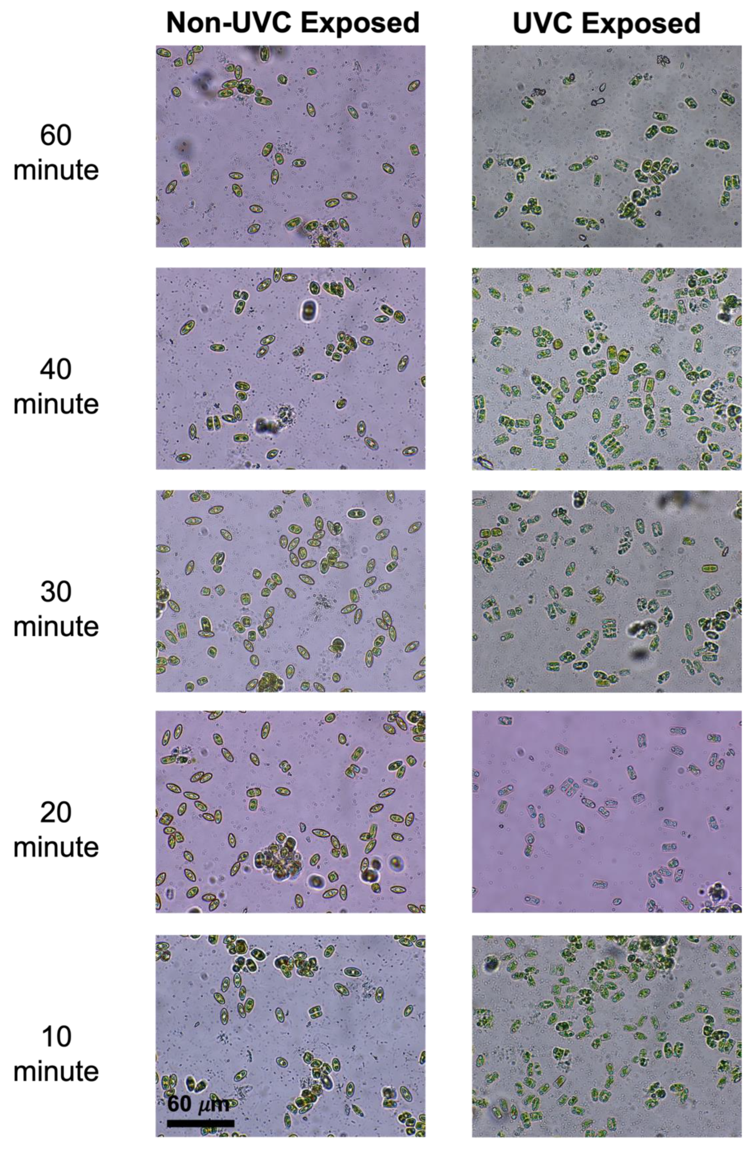 Microorganisms 11 01348 g002 Microorganisms 11 01348 g002