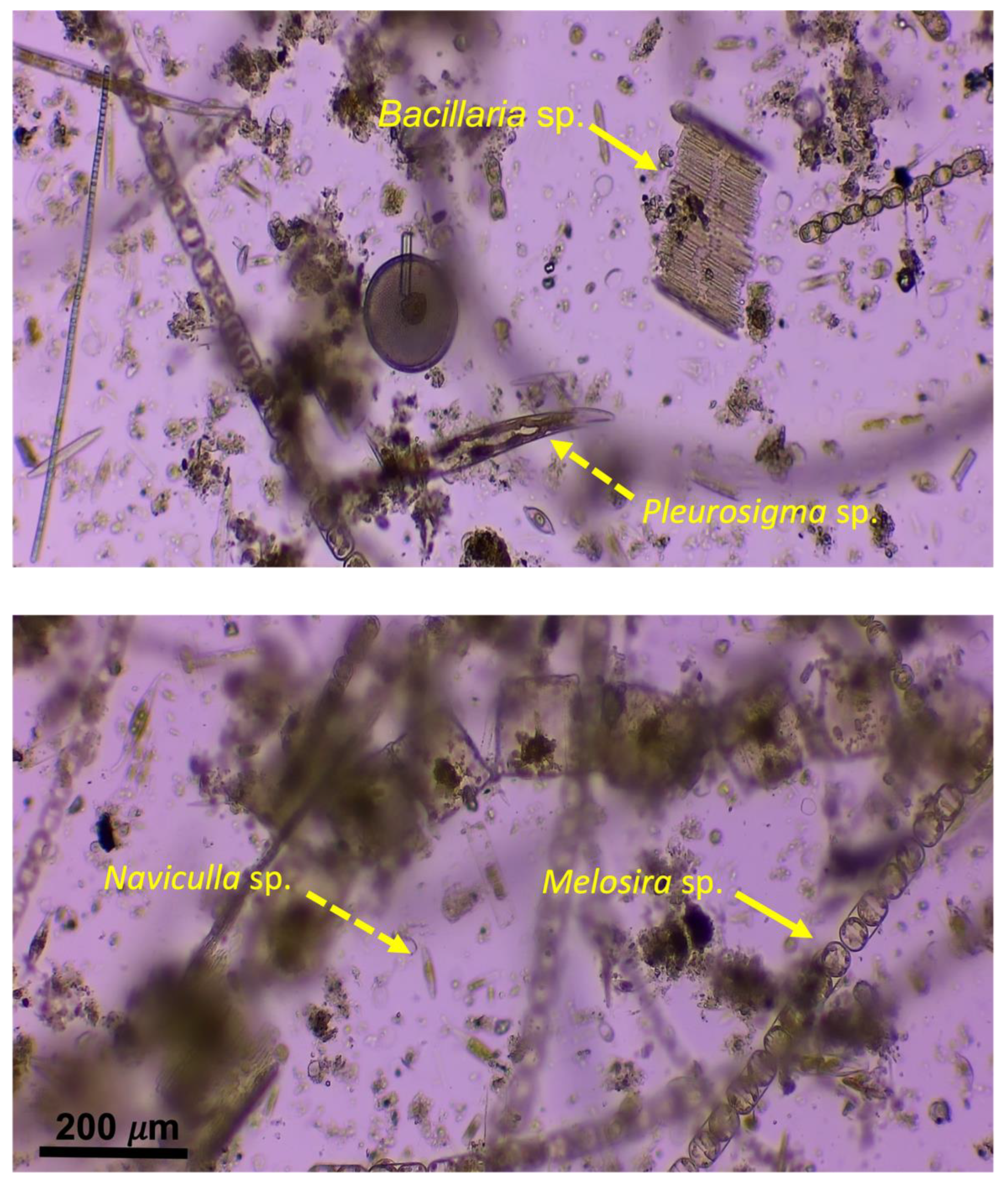 Microorganisms 11 01348 g003 Microorganisms 11 01348 g003