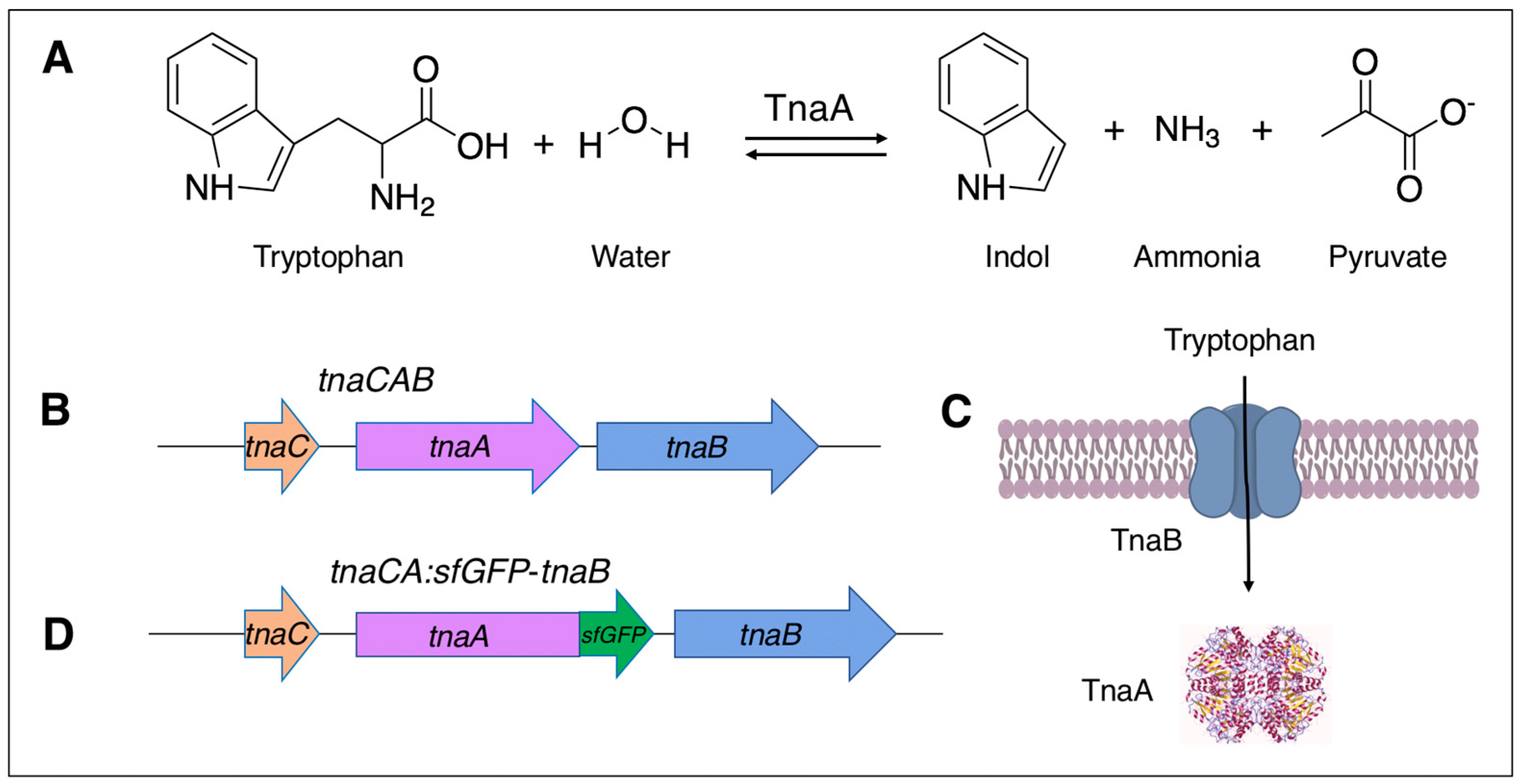 Microorganisms 11 01355 g001
