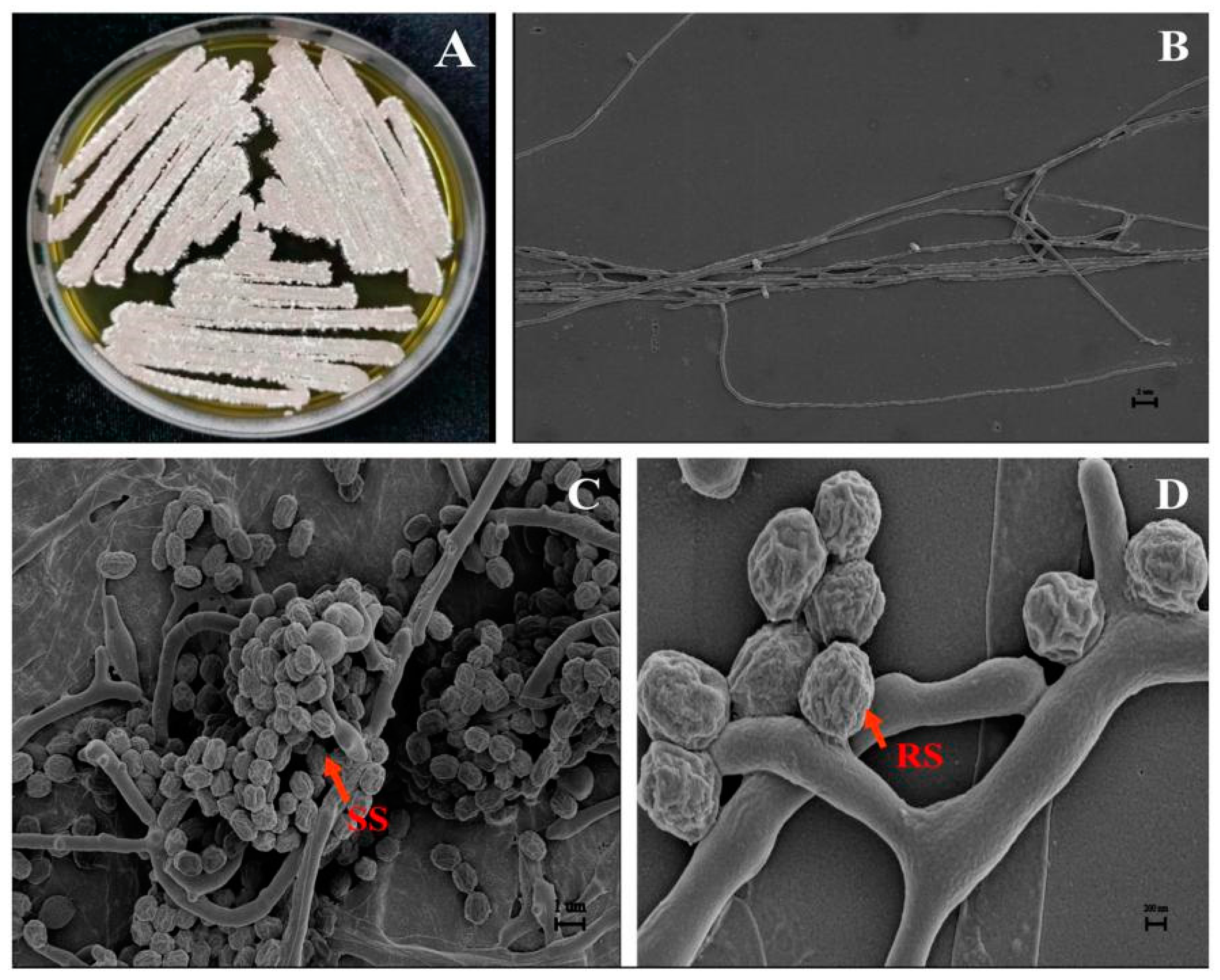 Microorganisms 11 01360 g003 Microorganisms 11 01360 g003