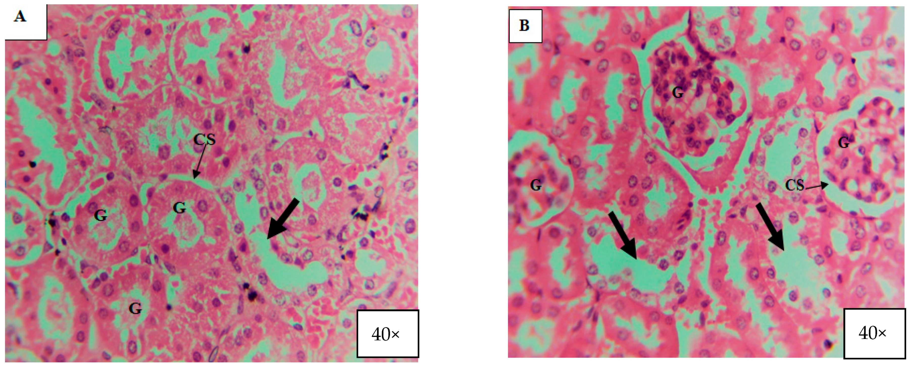 Microorganisms 11 01363 g012a Microorganisms 11 01363 g012a