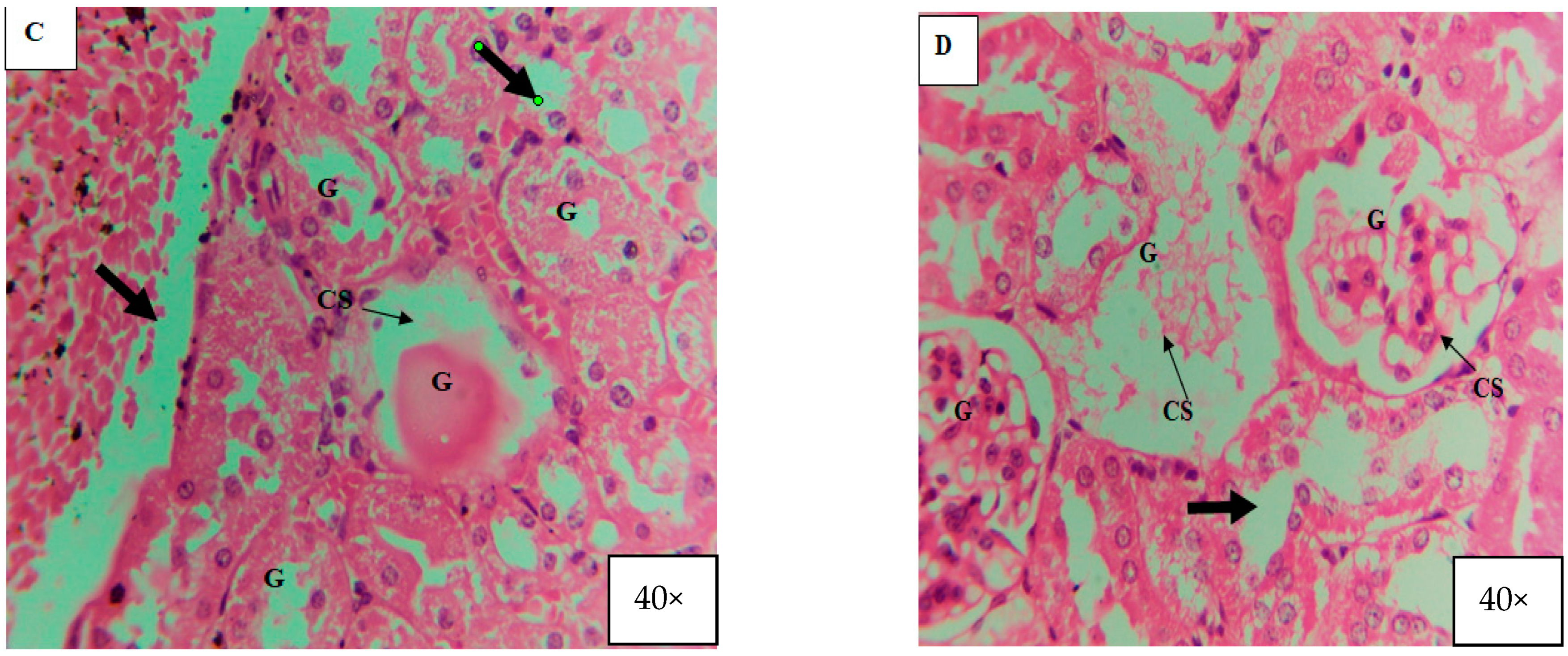 Microorganisms 11 01363 g012b Microorganisms 11 01363 g012b