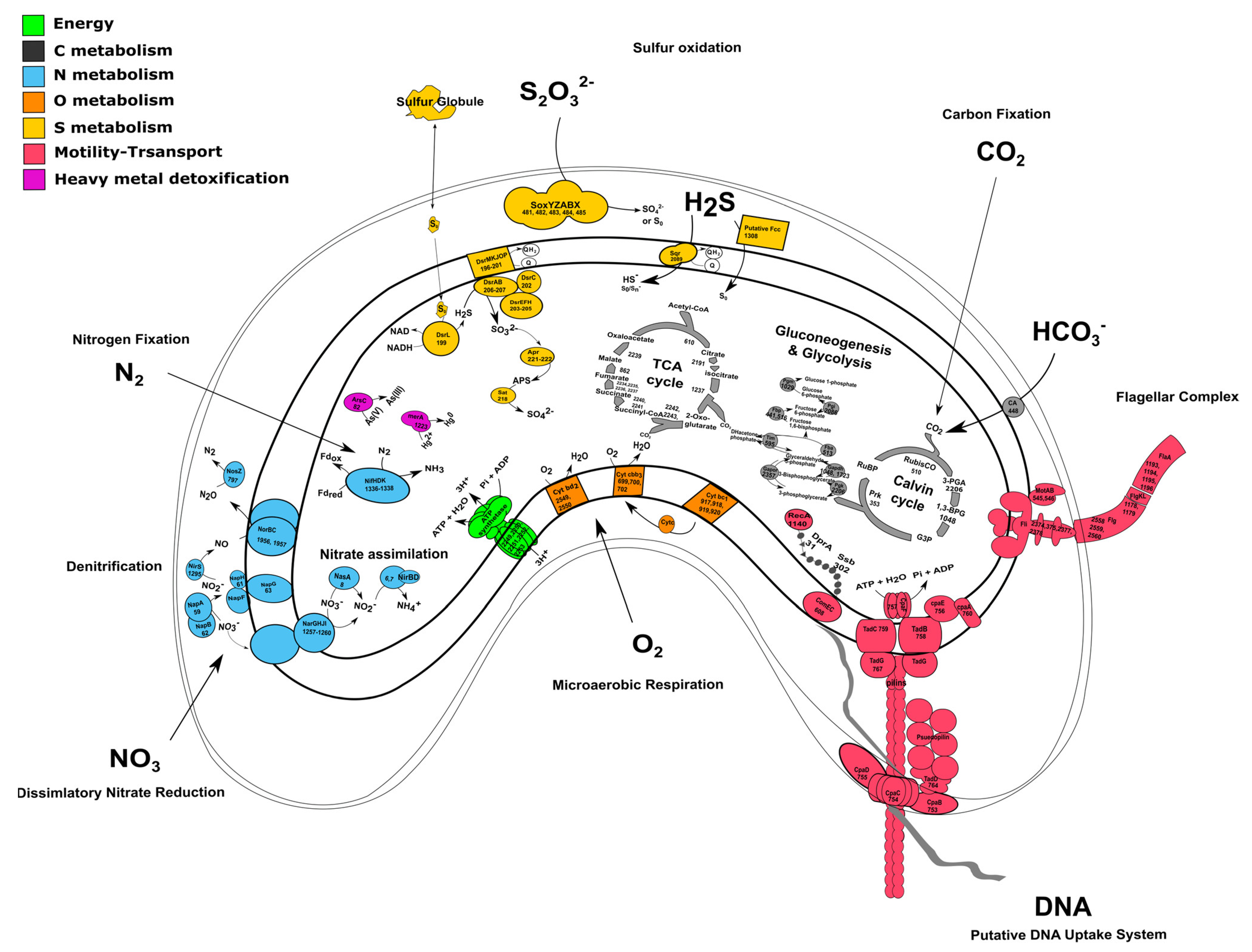 Microorganisms 11 01366 g003 Microorganisms 11 01366 g003