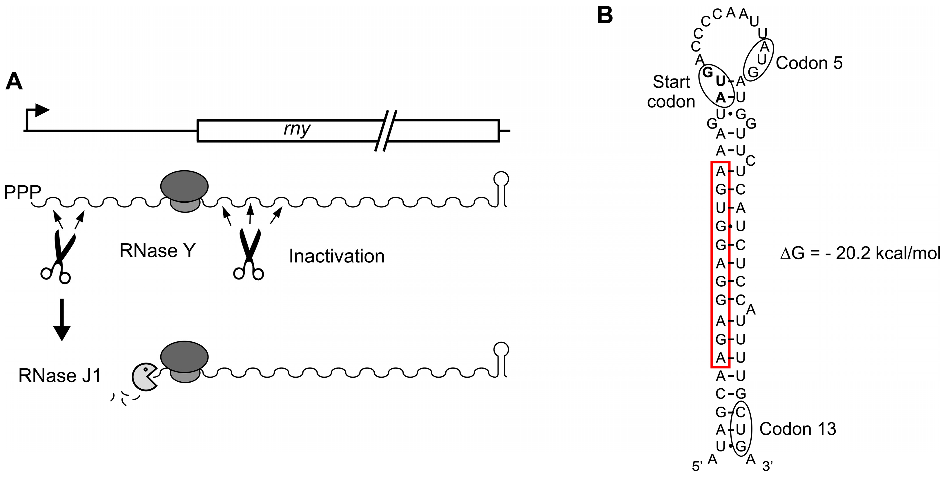 Microorganisms 11 01374 g005 Microorganisms 11 01374 g005
