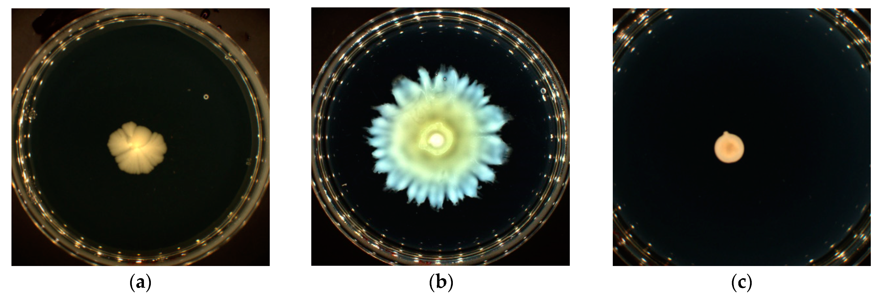 Microorganisms 11 01375 g003 Microorganisms 11 01375 g003