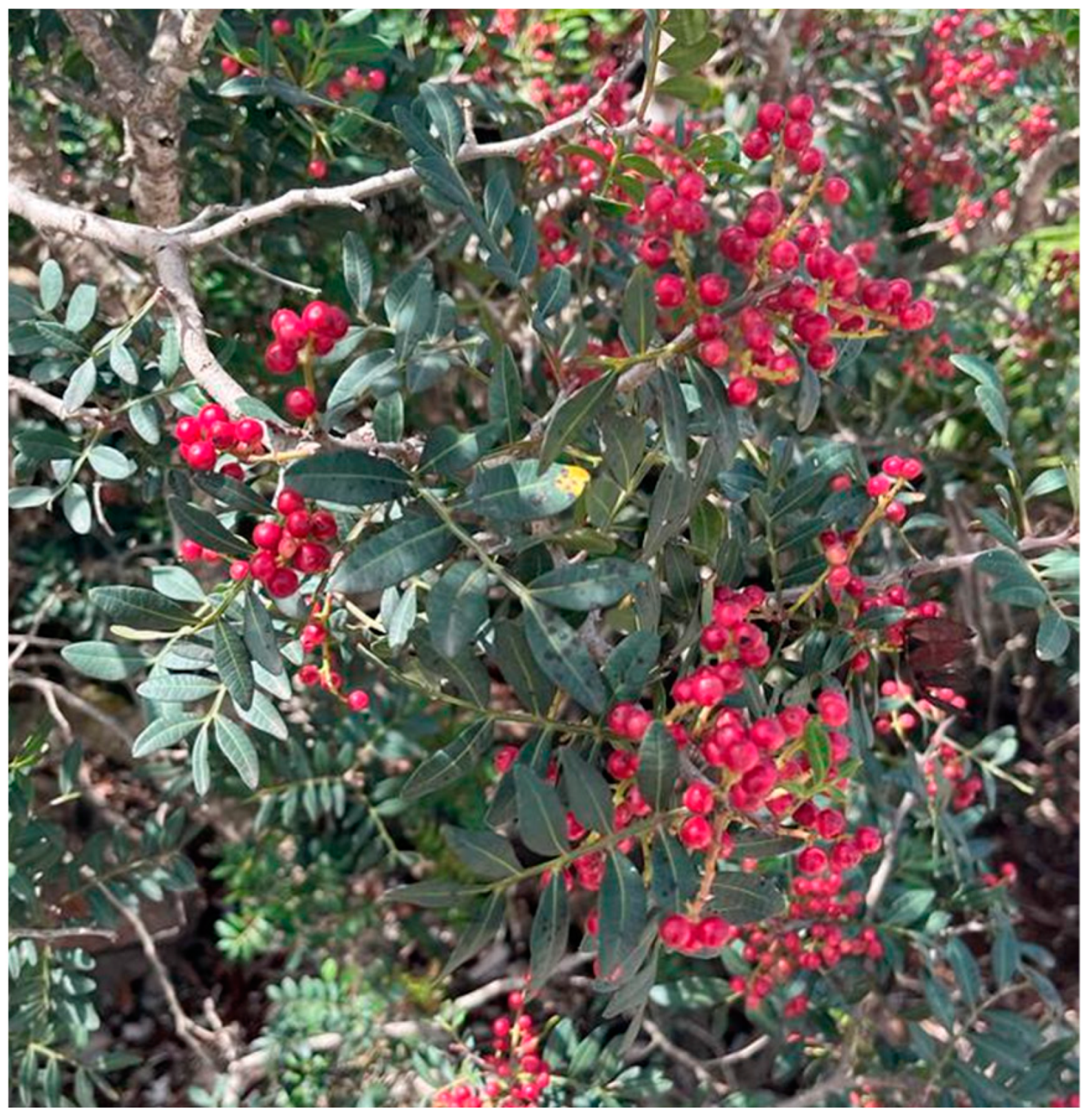 Microorganisms 11 01378 g001