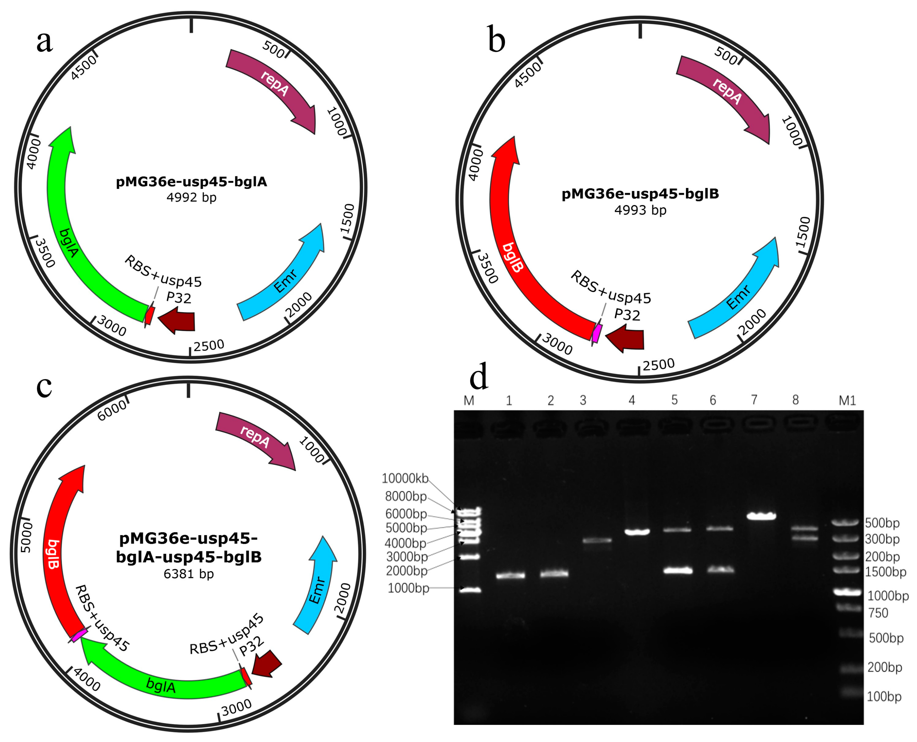 NATU Expression of β-Glucosidases from the Yak Rumen in Lactic