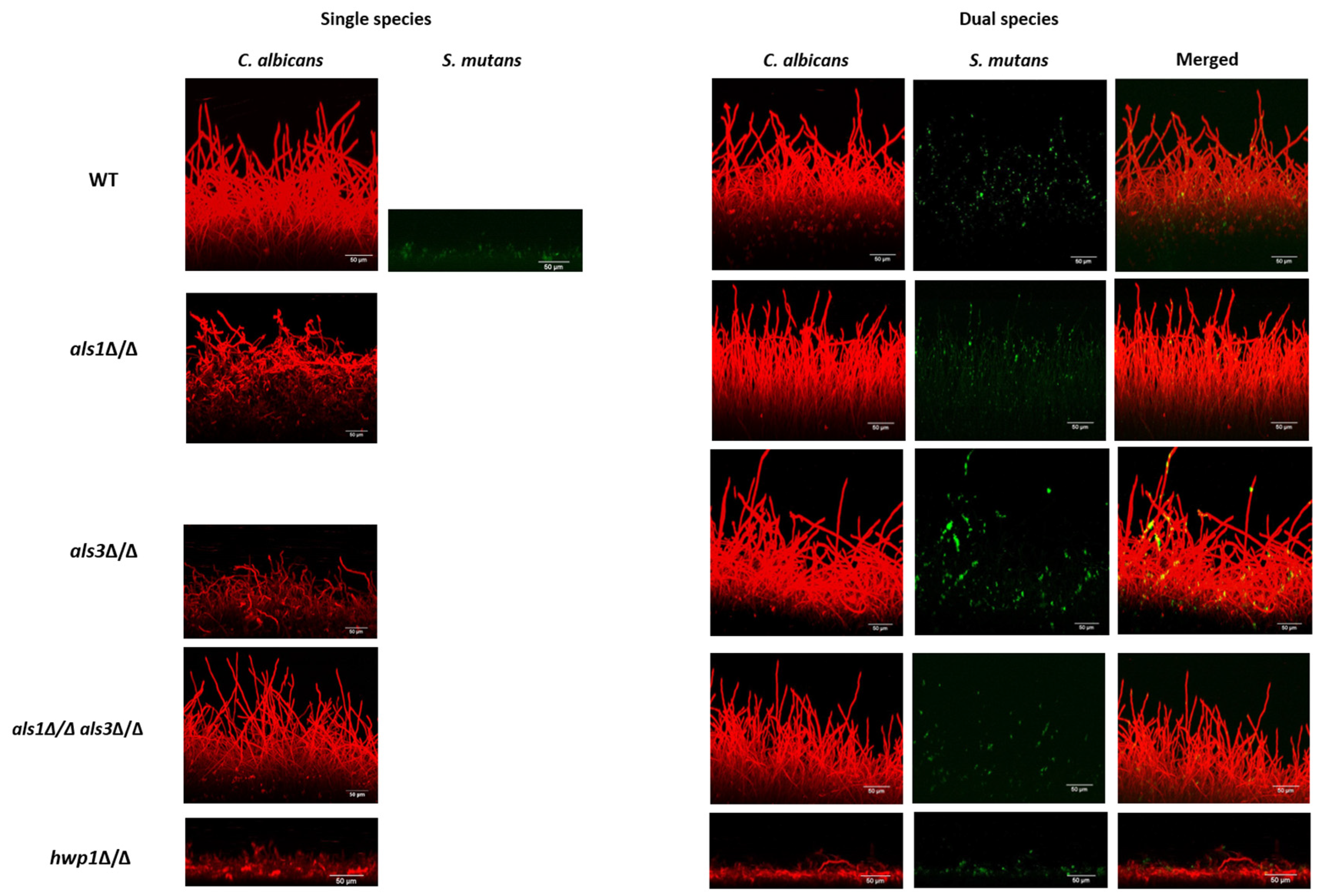 Microorganisms 11 01391 g004