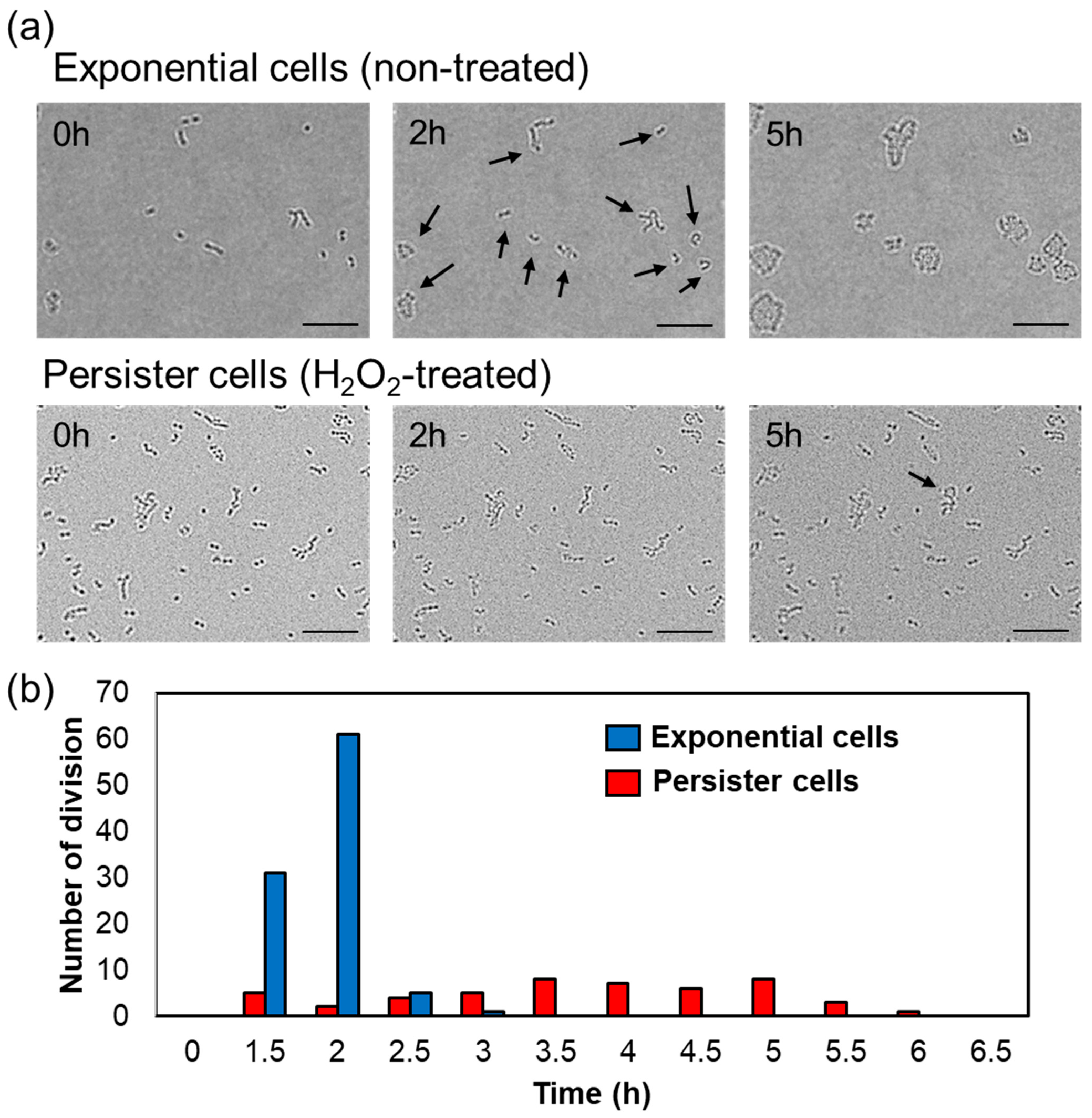 Microorganisms 11 01402 g003