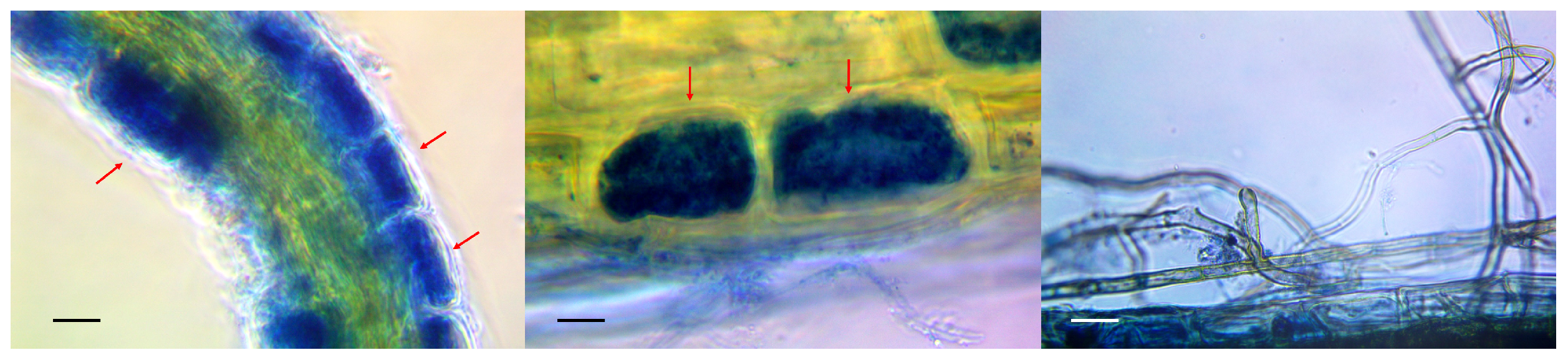 Microorganisms 11 01406 g001 Microorganisms 11 01406 g001