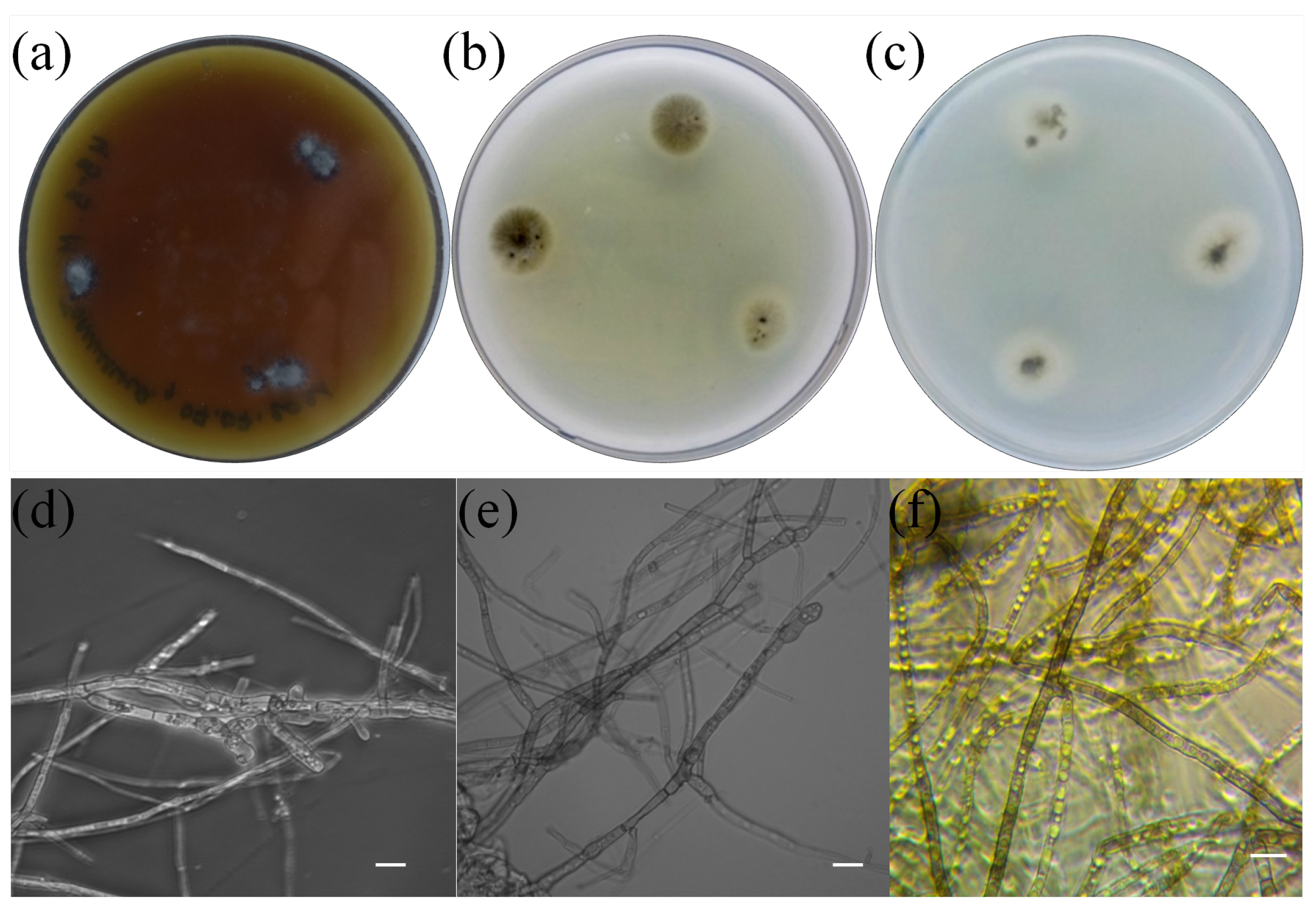 Microorganisms 11 01406 g002 Microorganisms 11 01406 g002