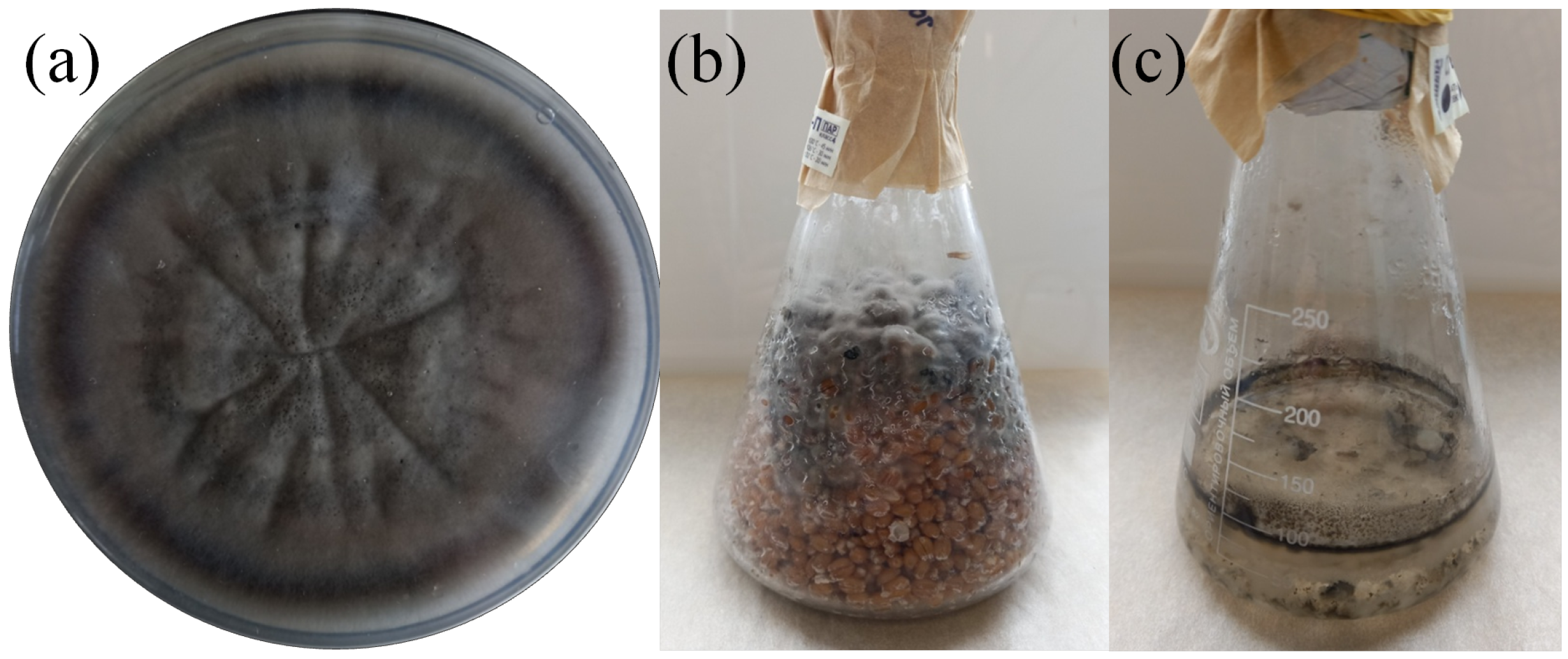 Microorganisms 11 01406 g004 Microorganisms 11 01406 g004