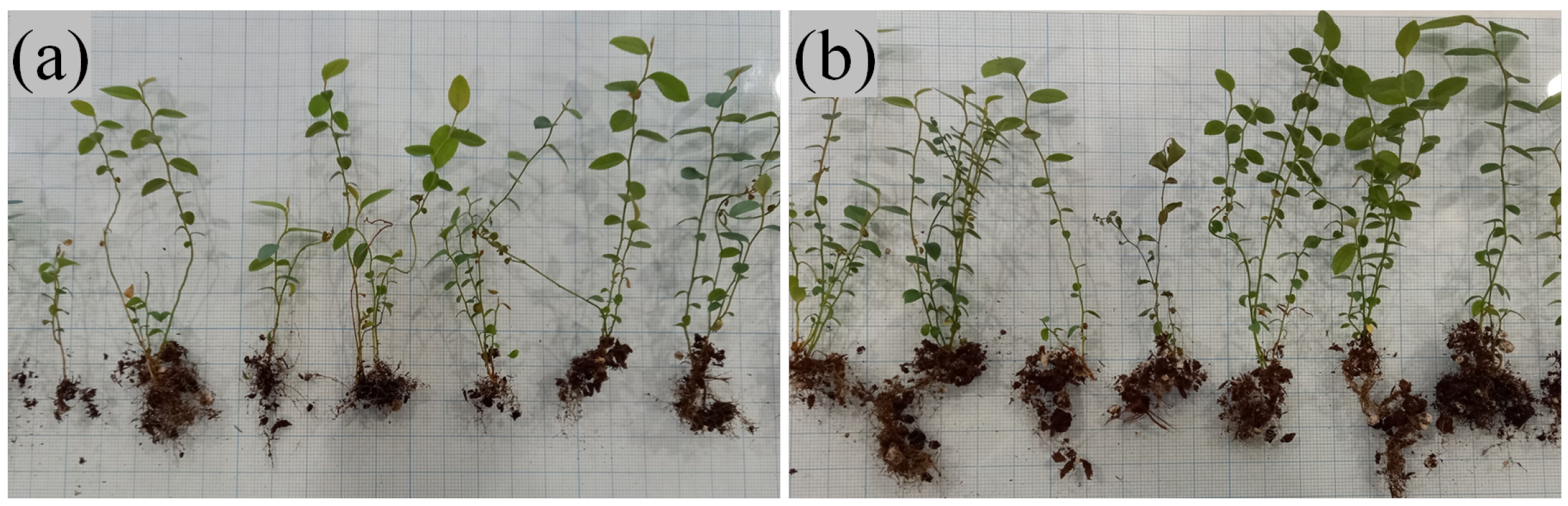 Microorganisms 11 01406 g006 Microorganisms 11 01406 g006