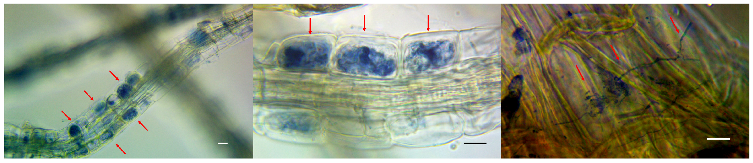 Microorganisms 11 01406 g007 Microorganisms 11 01406 g007