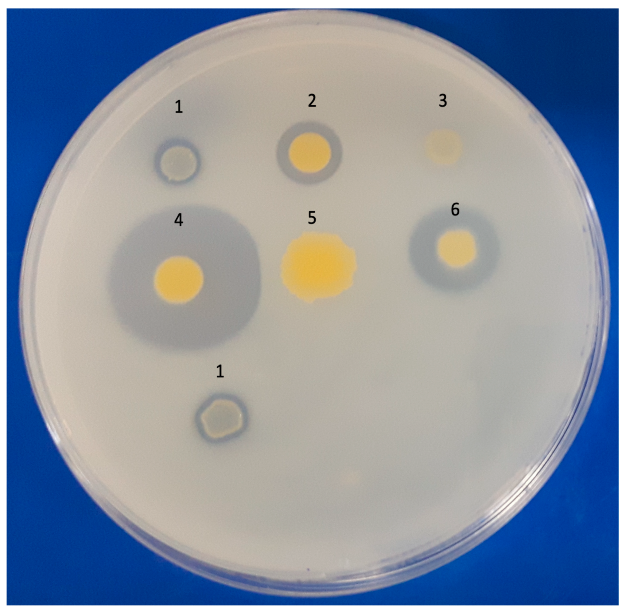 Microorganisms 11 01413 g001 Microorganisms 11 01413 g001