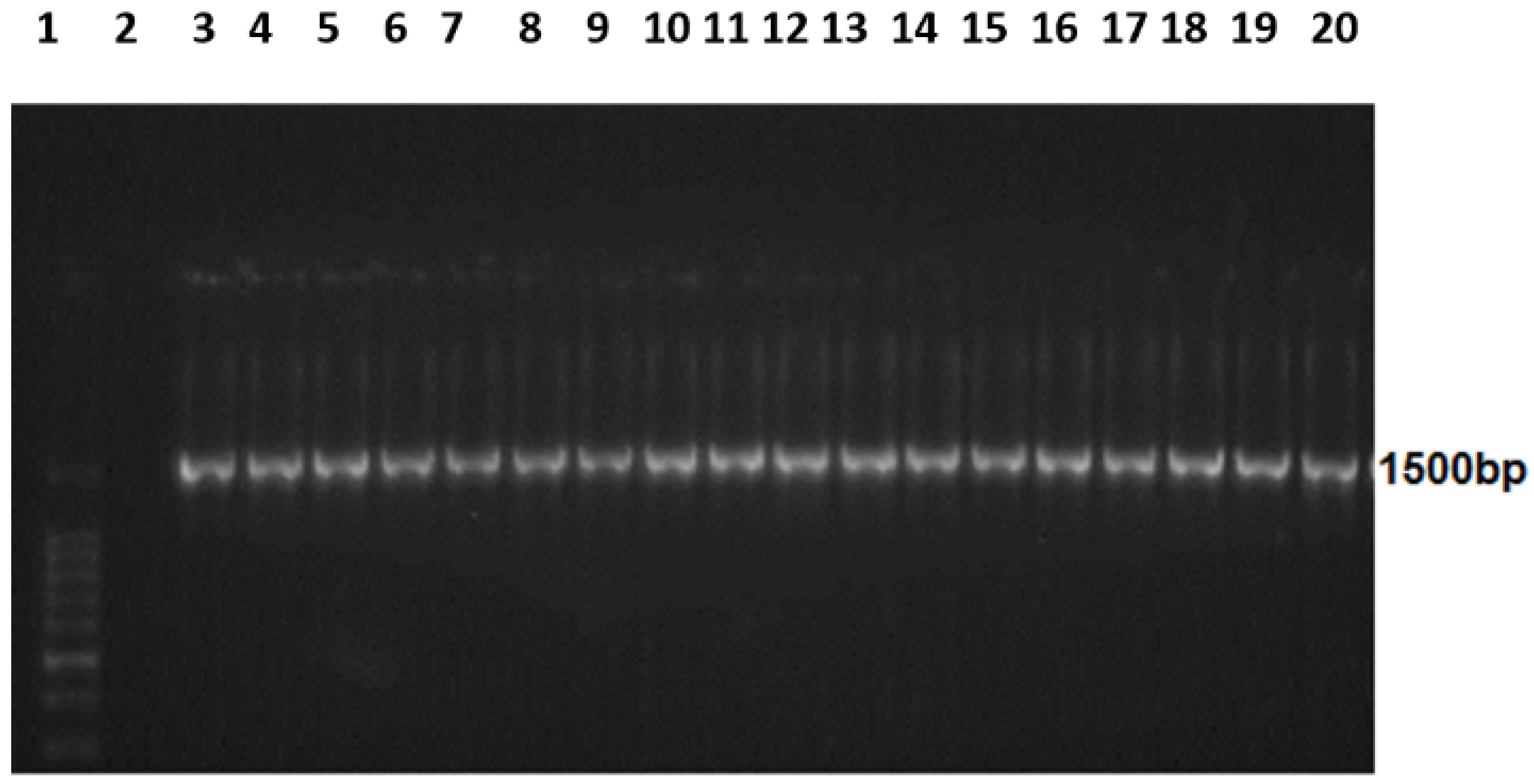 Microorganisms 11 01432 g001 Microorganisms 11 01432 g001