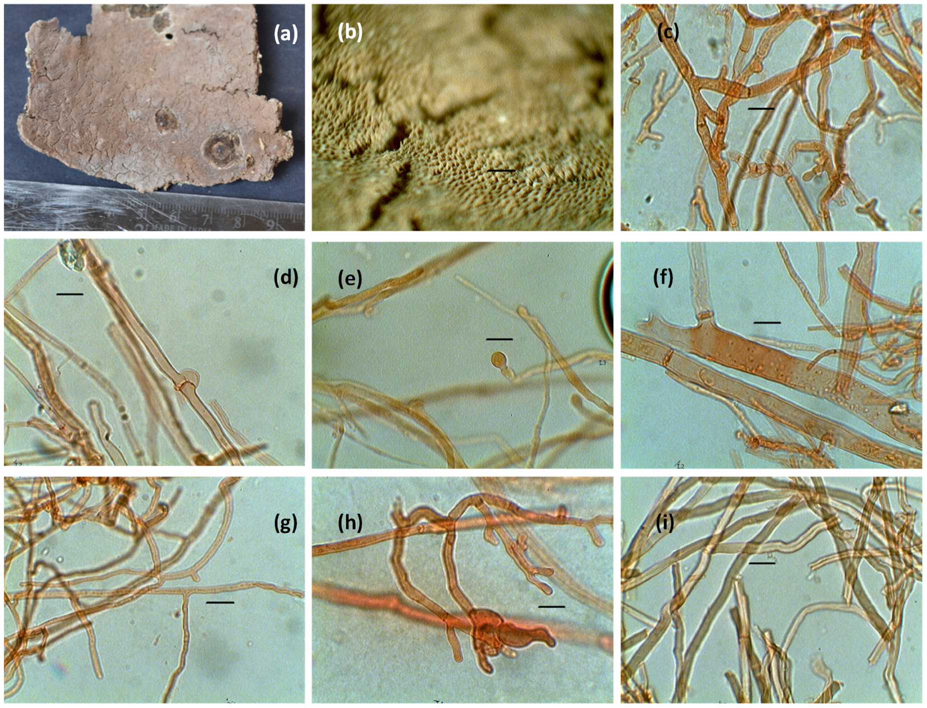 Microorganisms 11 01435 g002 Microorganisms 11 01435 g002
