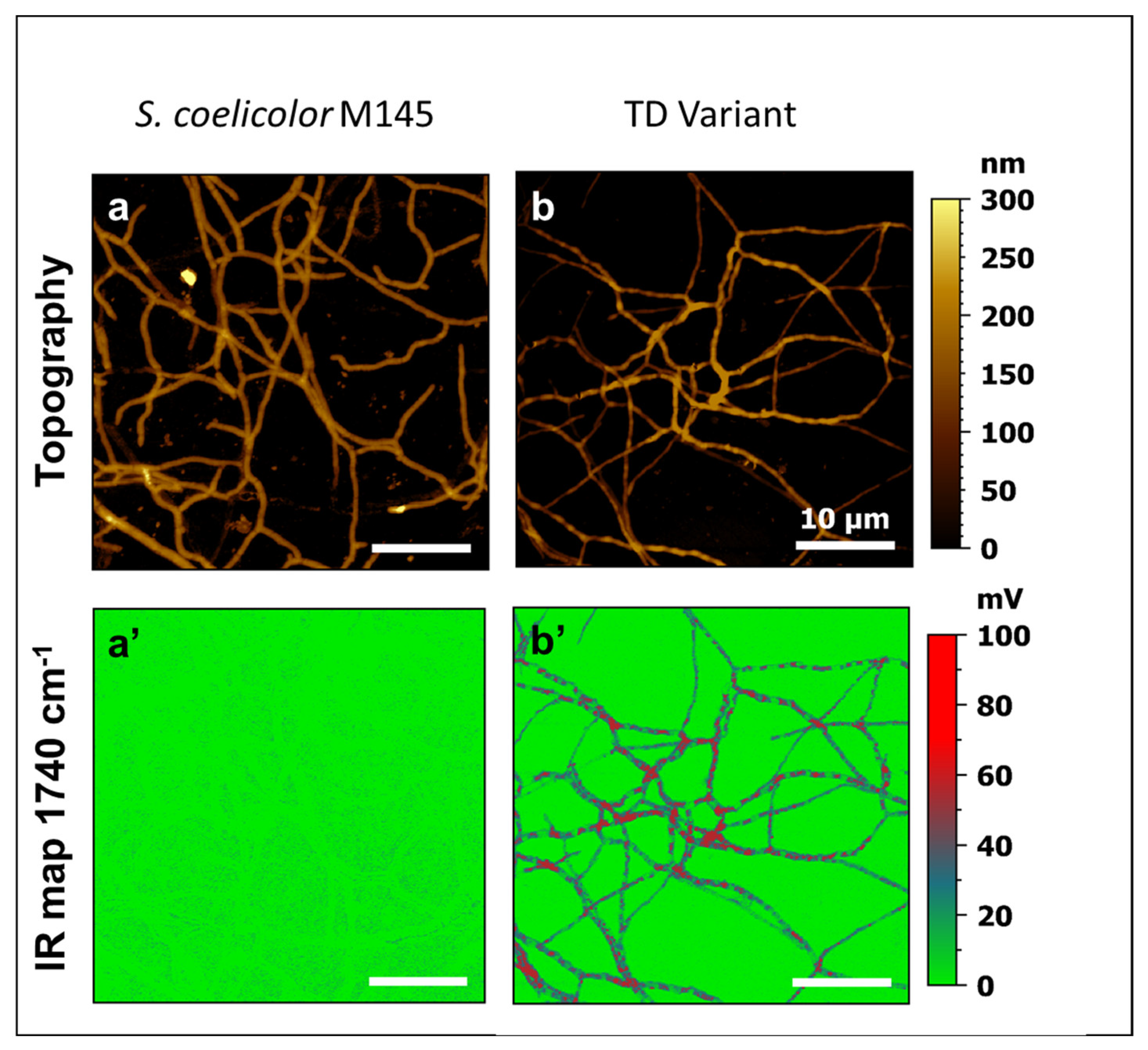 Microorganisms 11 01470 g003 Microorganisms 11 01470 g003